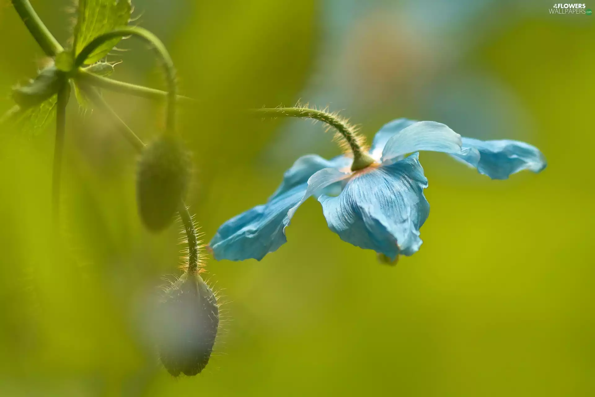 blue, red weed