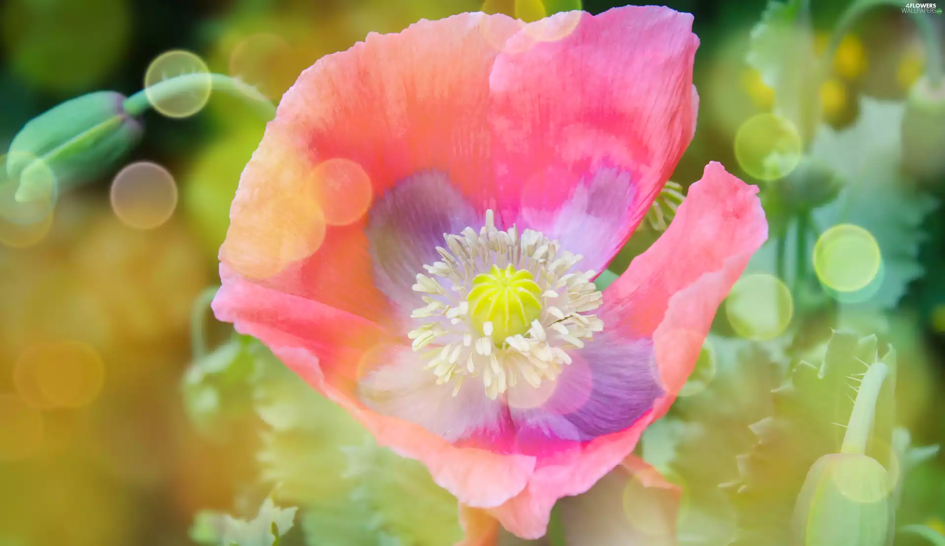 rapprochement, Bokeh, red weed, rods, Light Pink