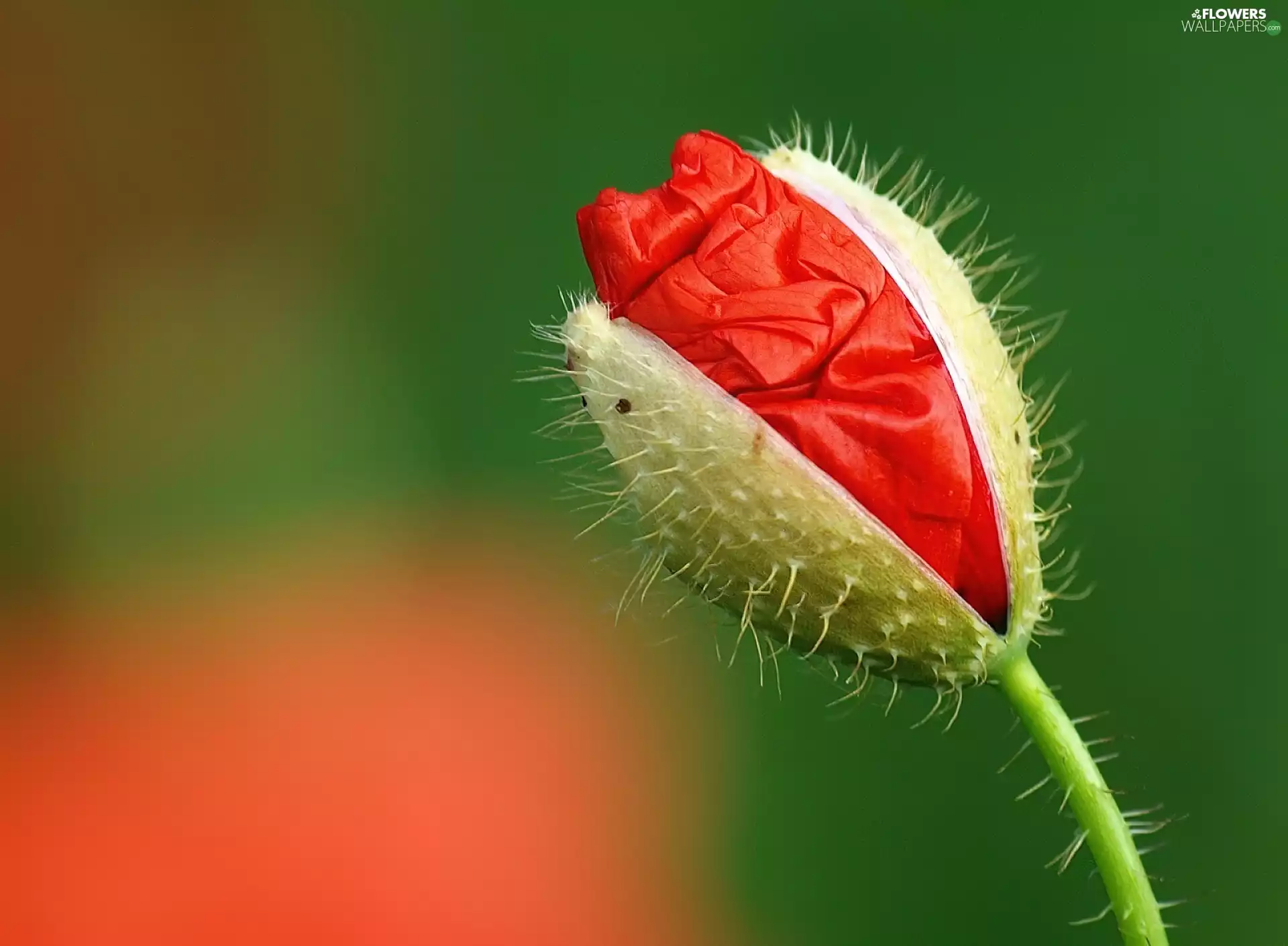 bud, red weed