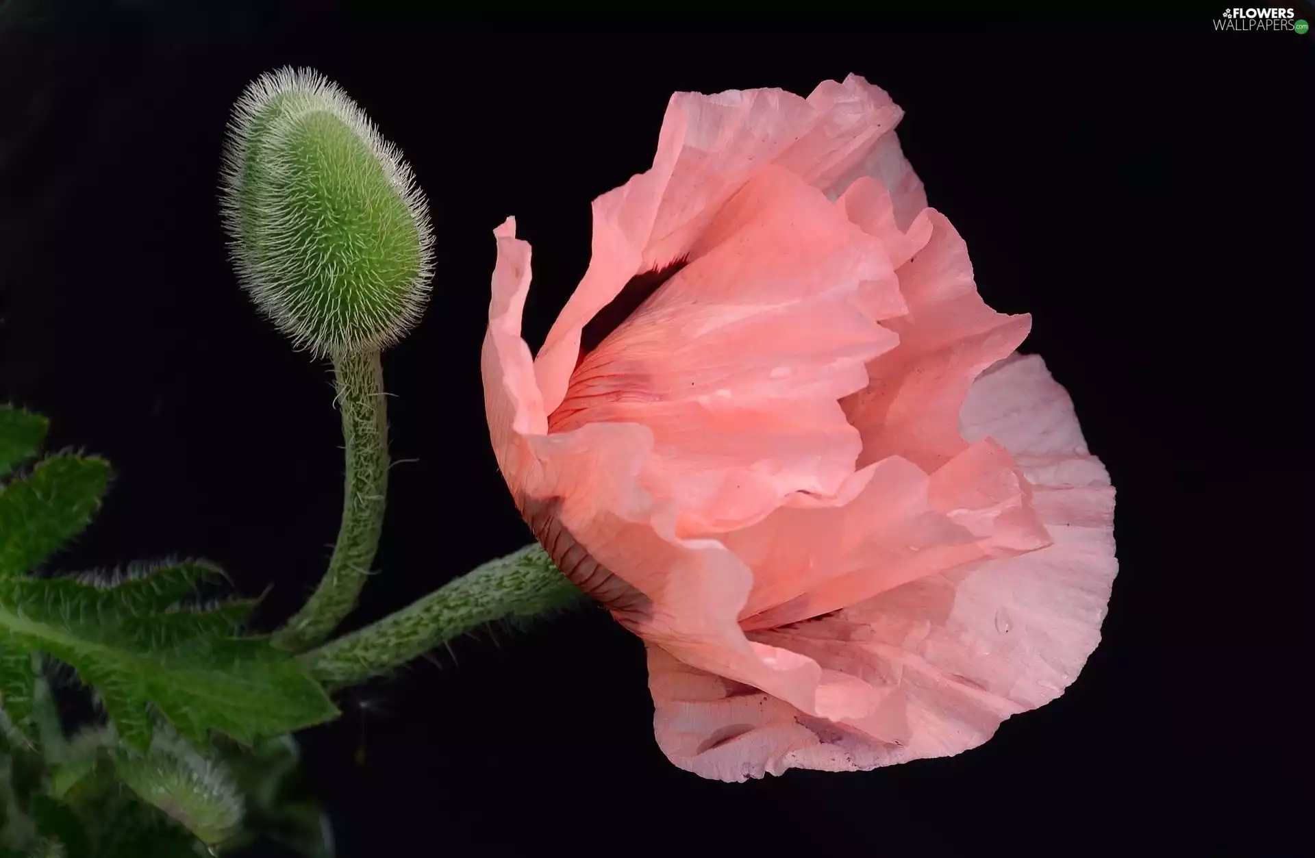 Pink, red weed