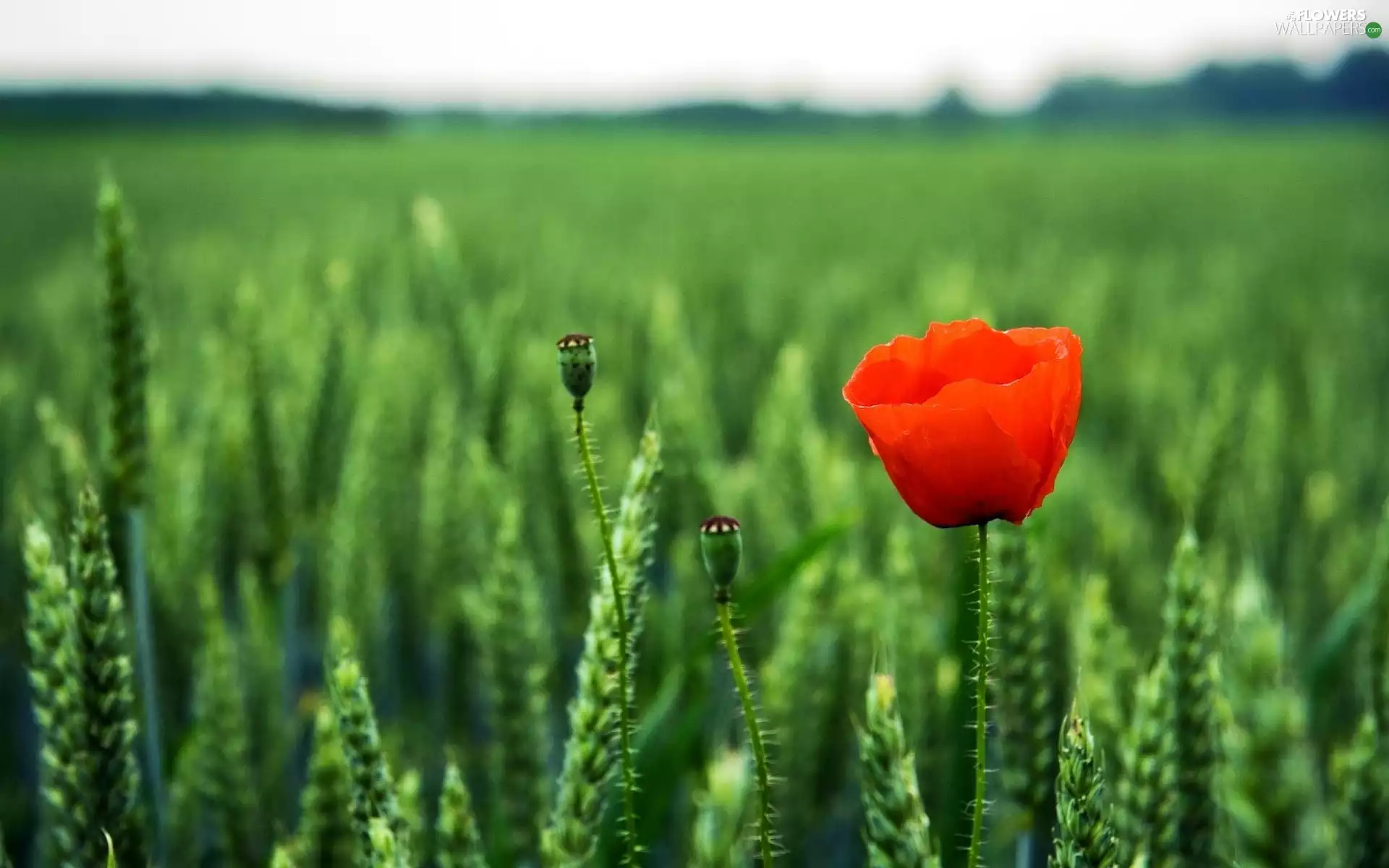 Red, red weed