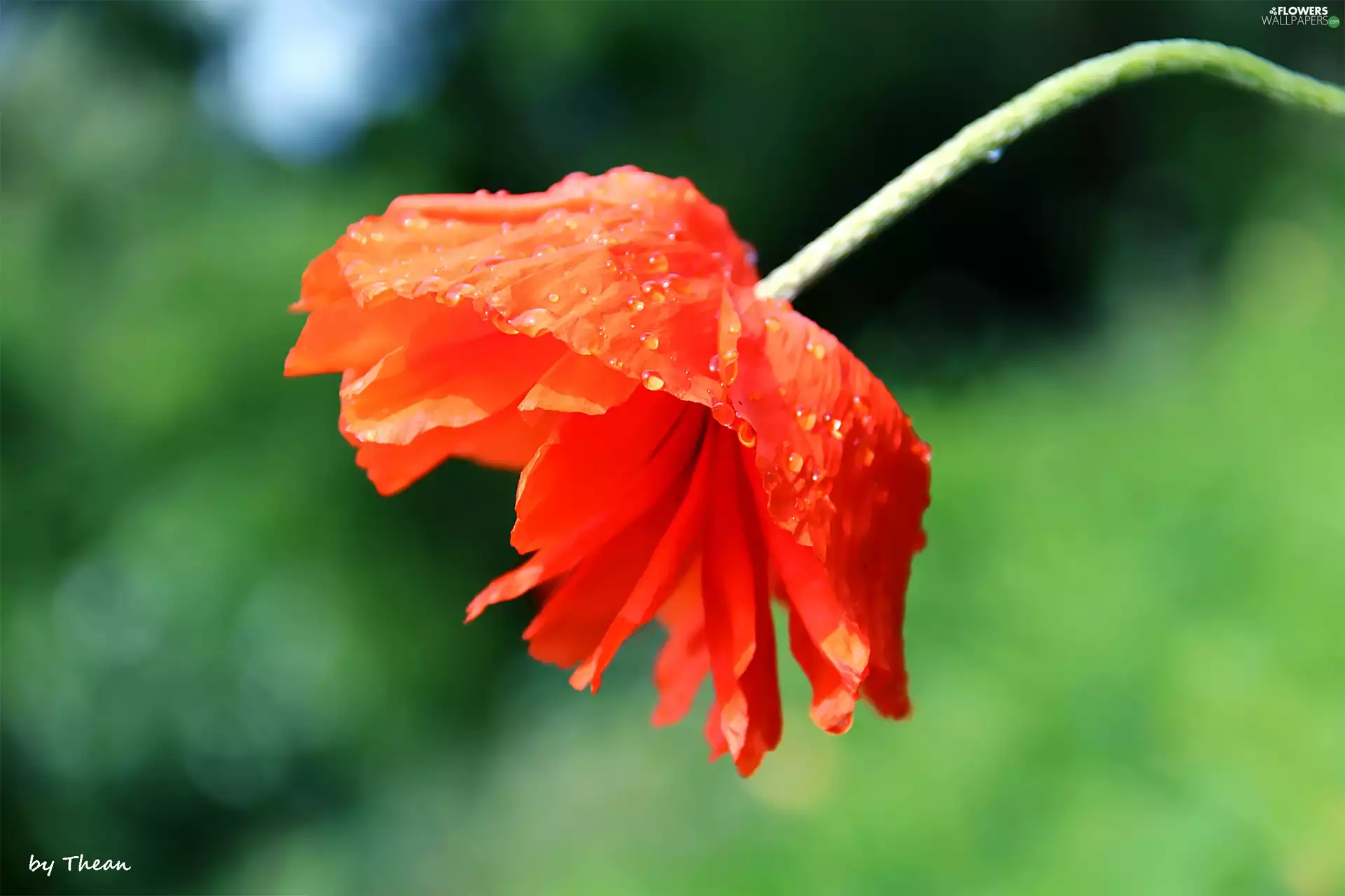 Red, red weed