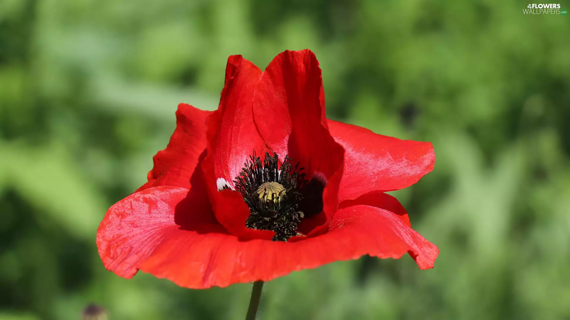 Red, Flowers, red weed