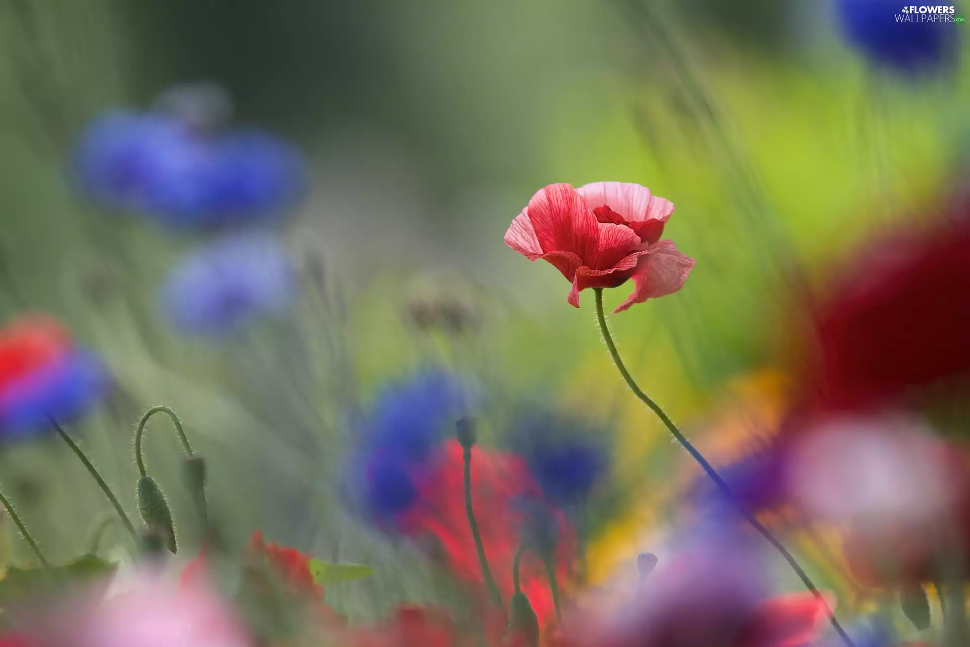 fuzzy, background, red weed, Meadow, Red