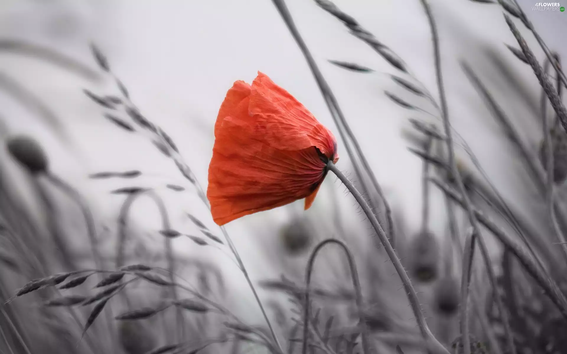 Red, red weed