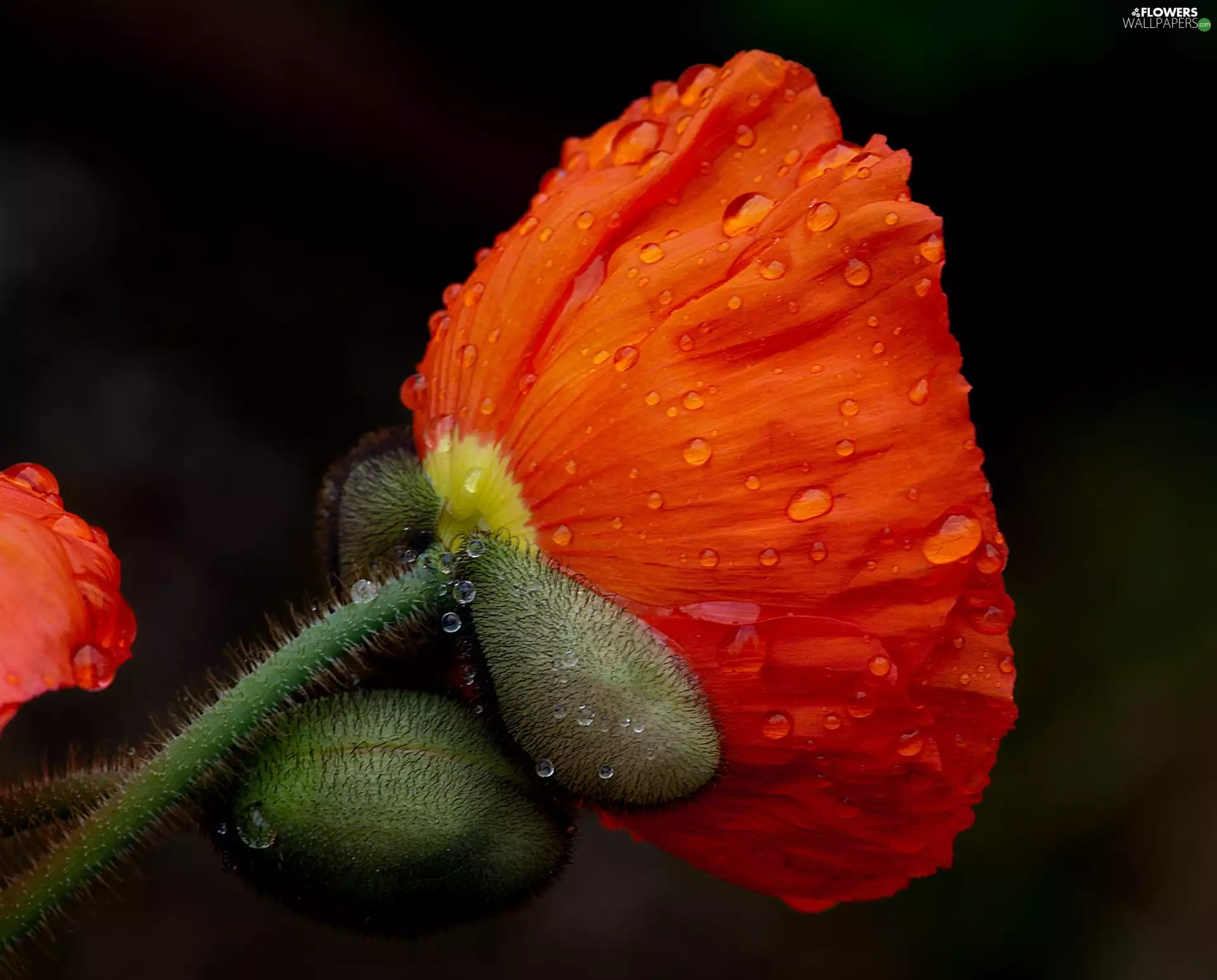 red weed, water, Close, drops