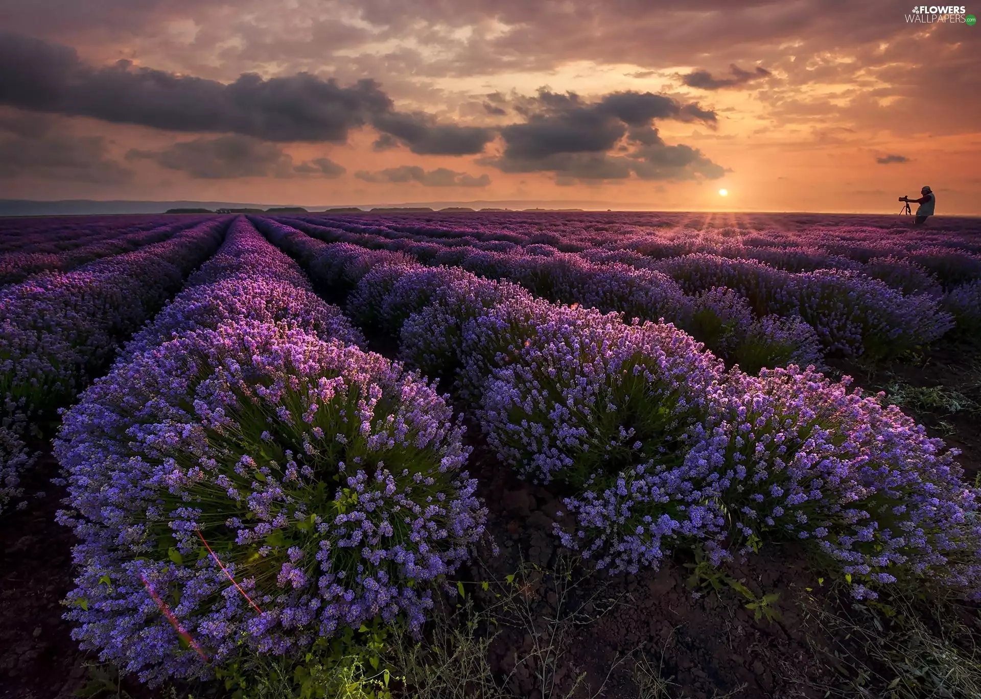 Field, sun, lavender, west