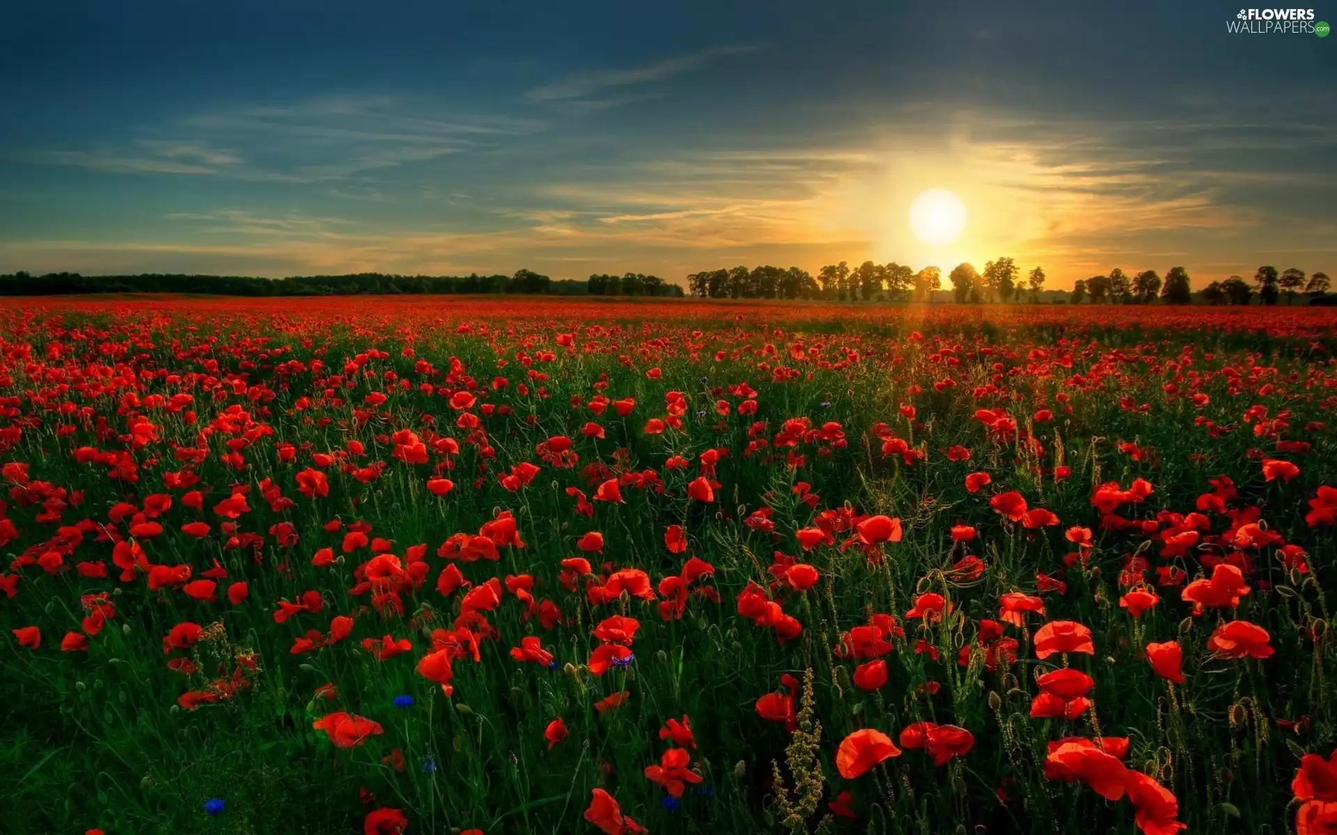 west, papavers, Field