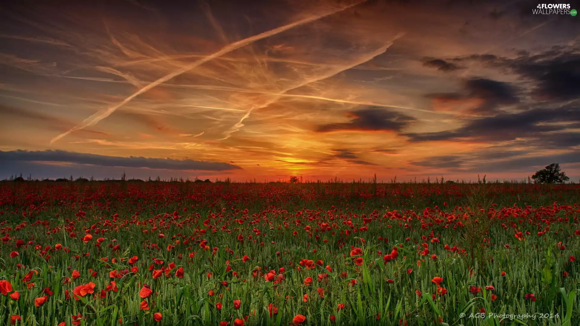 papavers, sun, cultivation, west