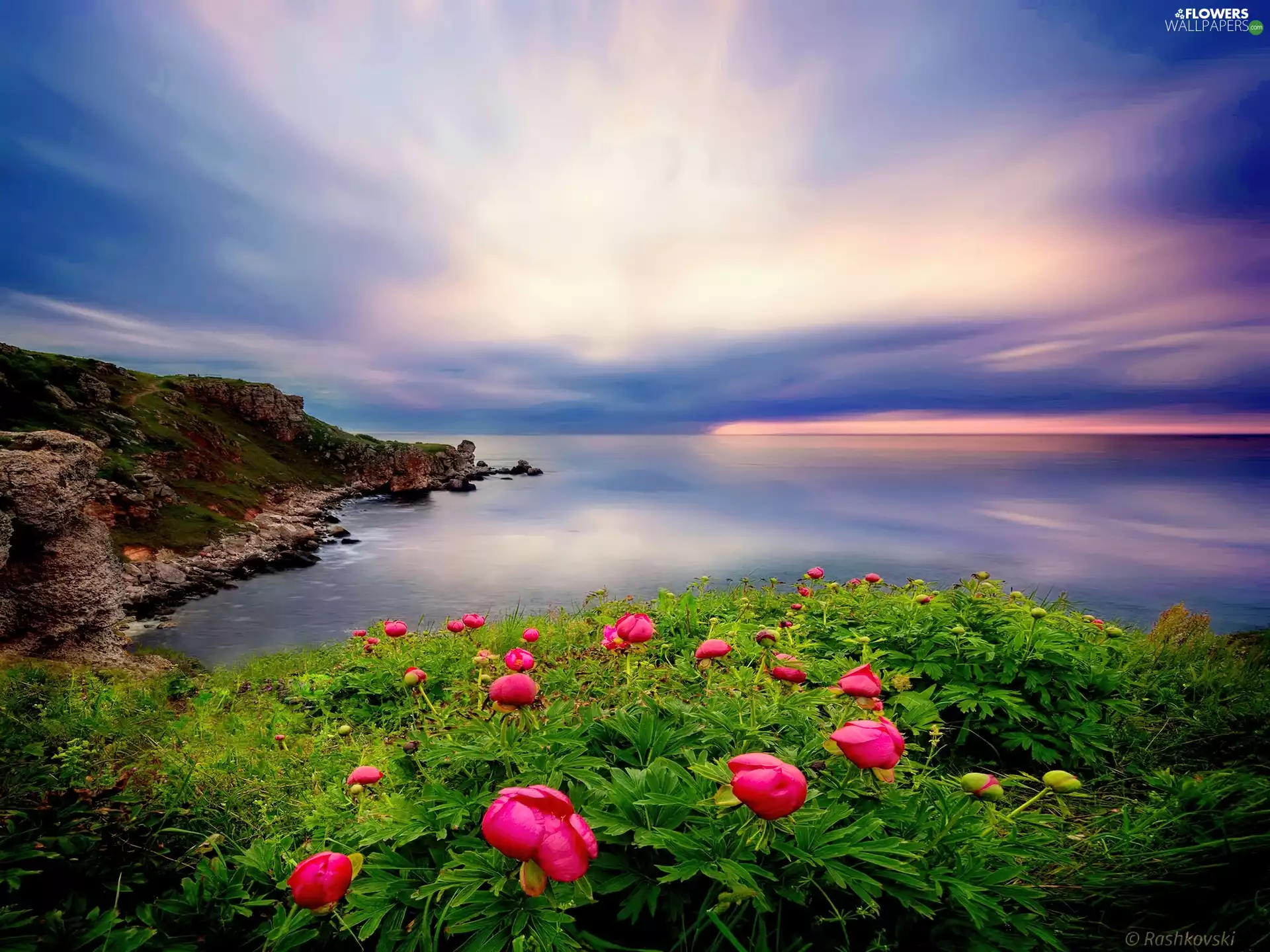 sea, sun, Peonies, west