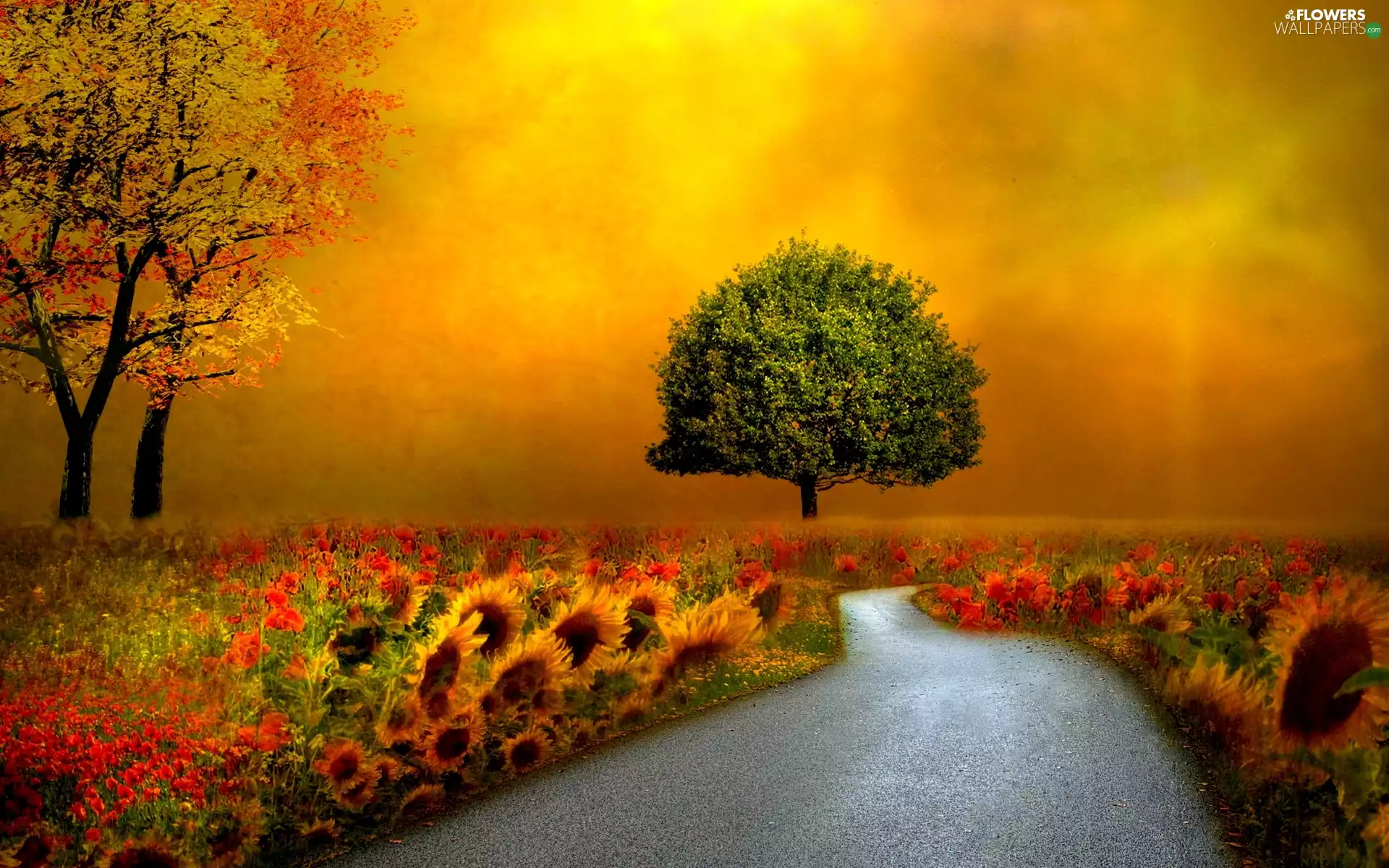 west, sun, viewes, Nice sunflowers, trees
