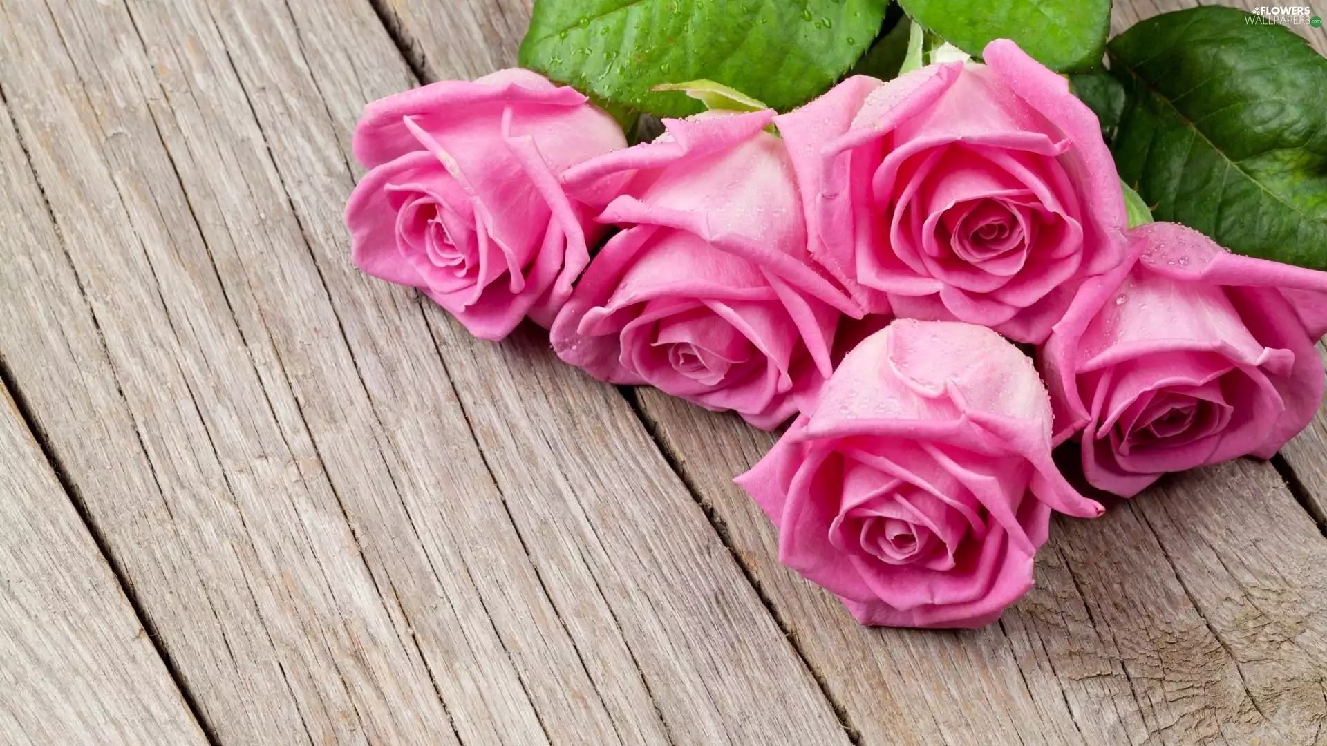 Pink, roses, boarding, wet