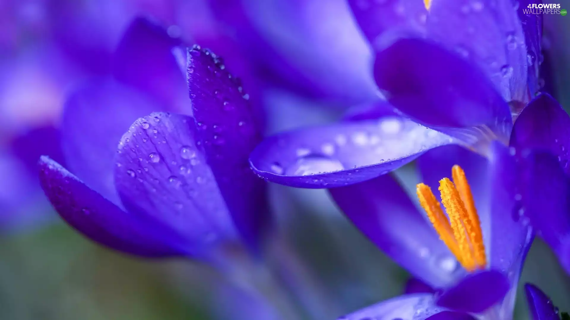 purple, crocuses, drops, wet