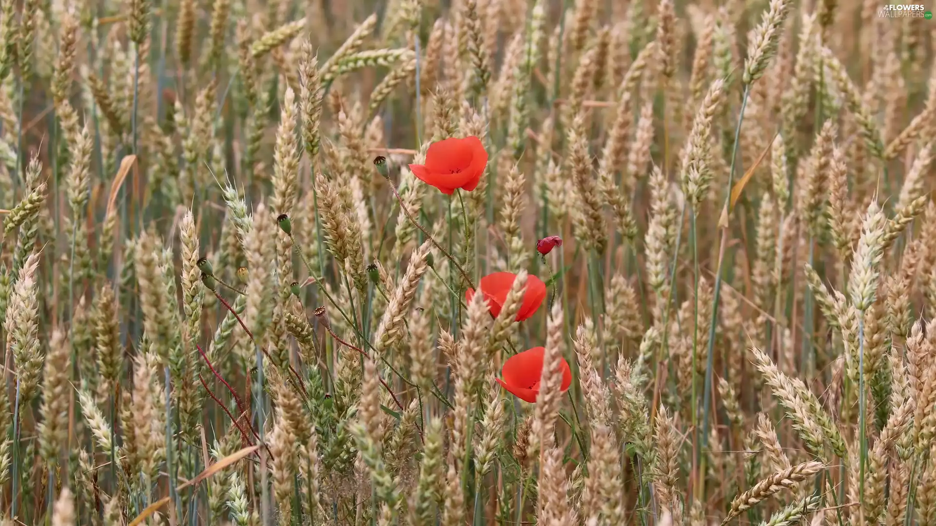 red weed, corn, wheat