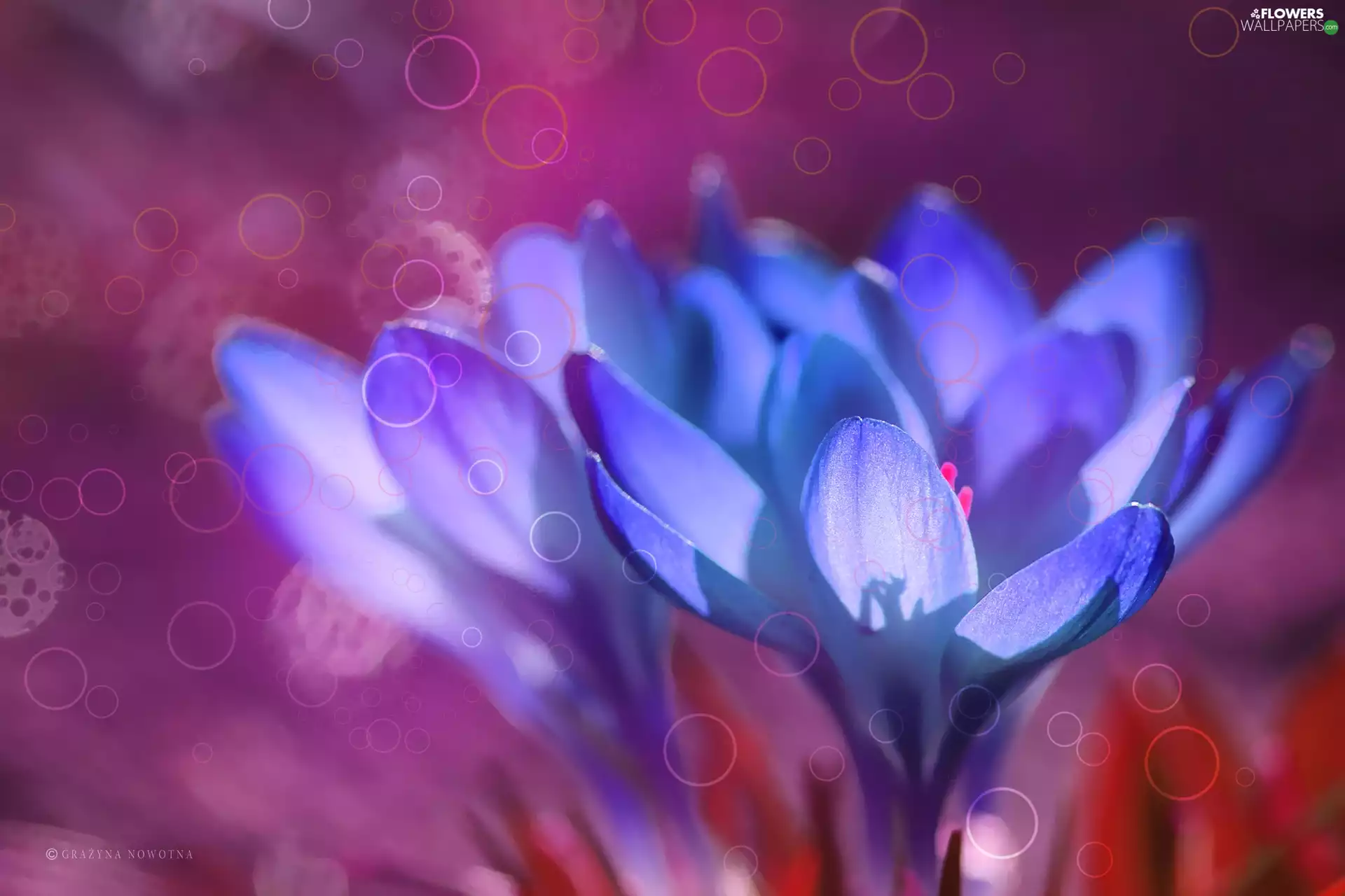 crocuses, Flowers, wheels, Blue