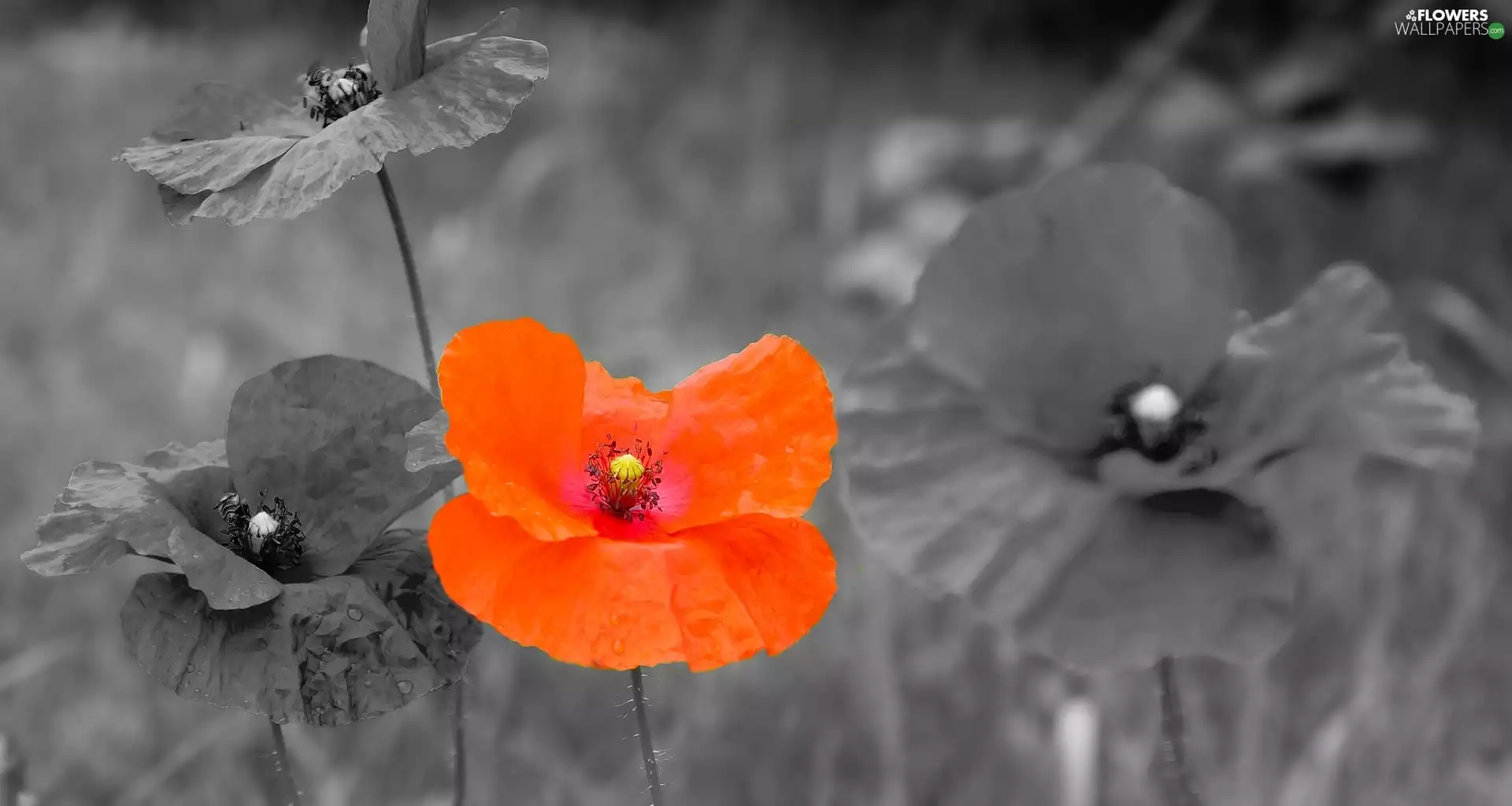 Red, Black and white, background, red weed