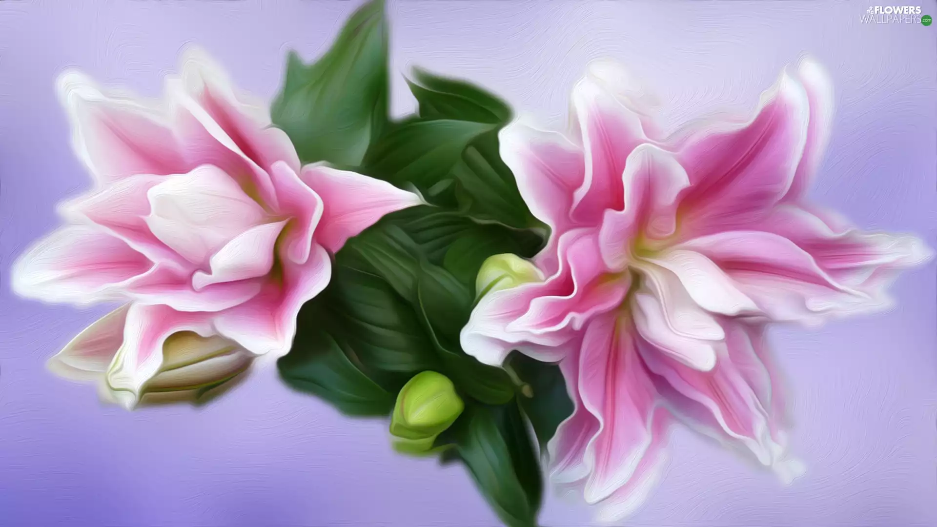 graphics, white and pink, lilies