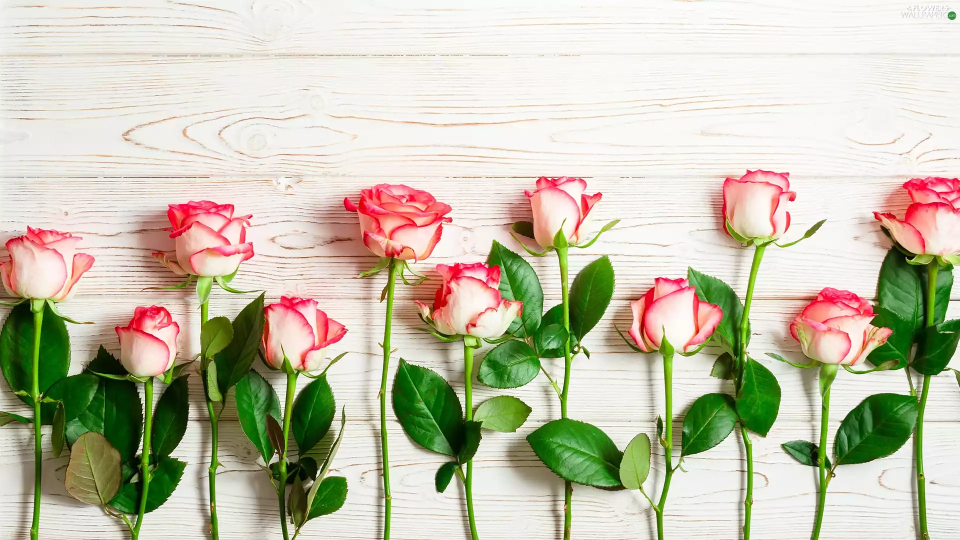 boarding, white and pink, roses