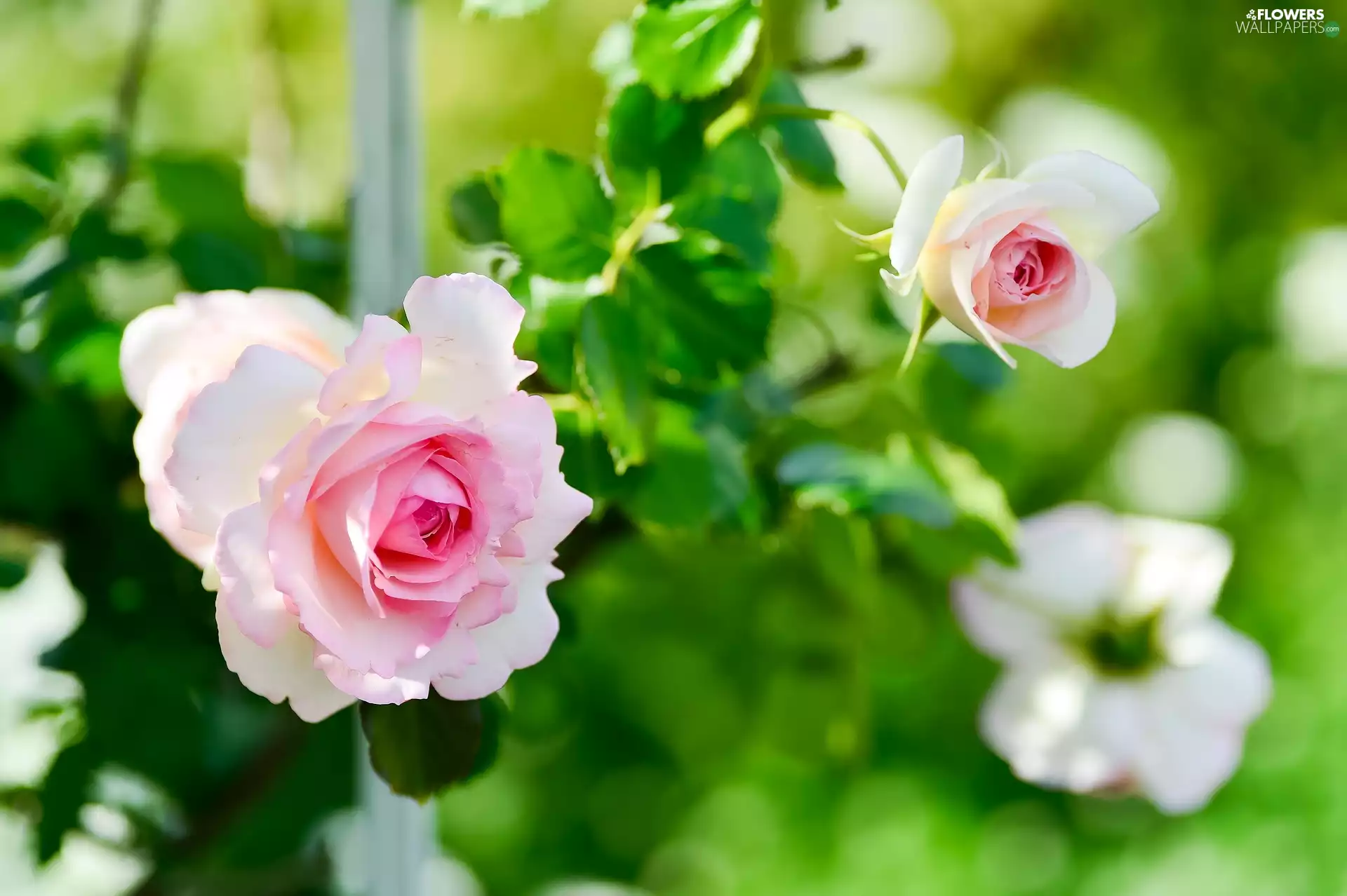 bud, white and pink, roses
