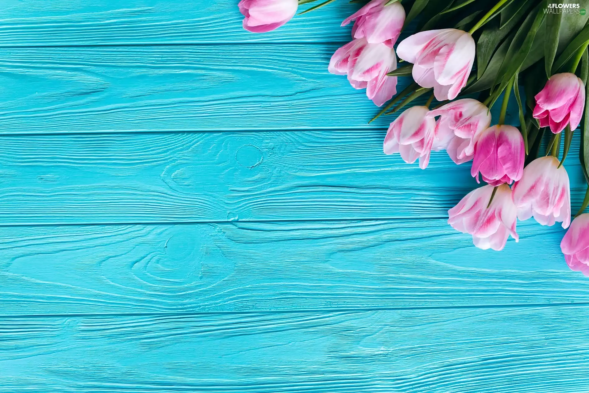 boarding, white and pink, Tulips