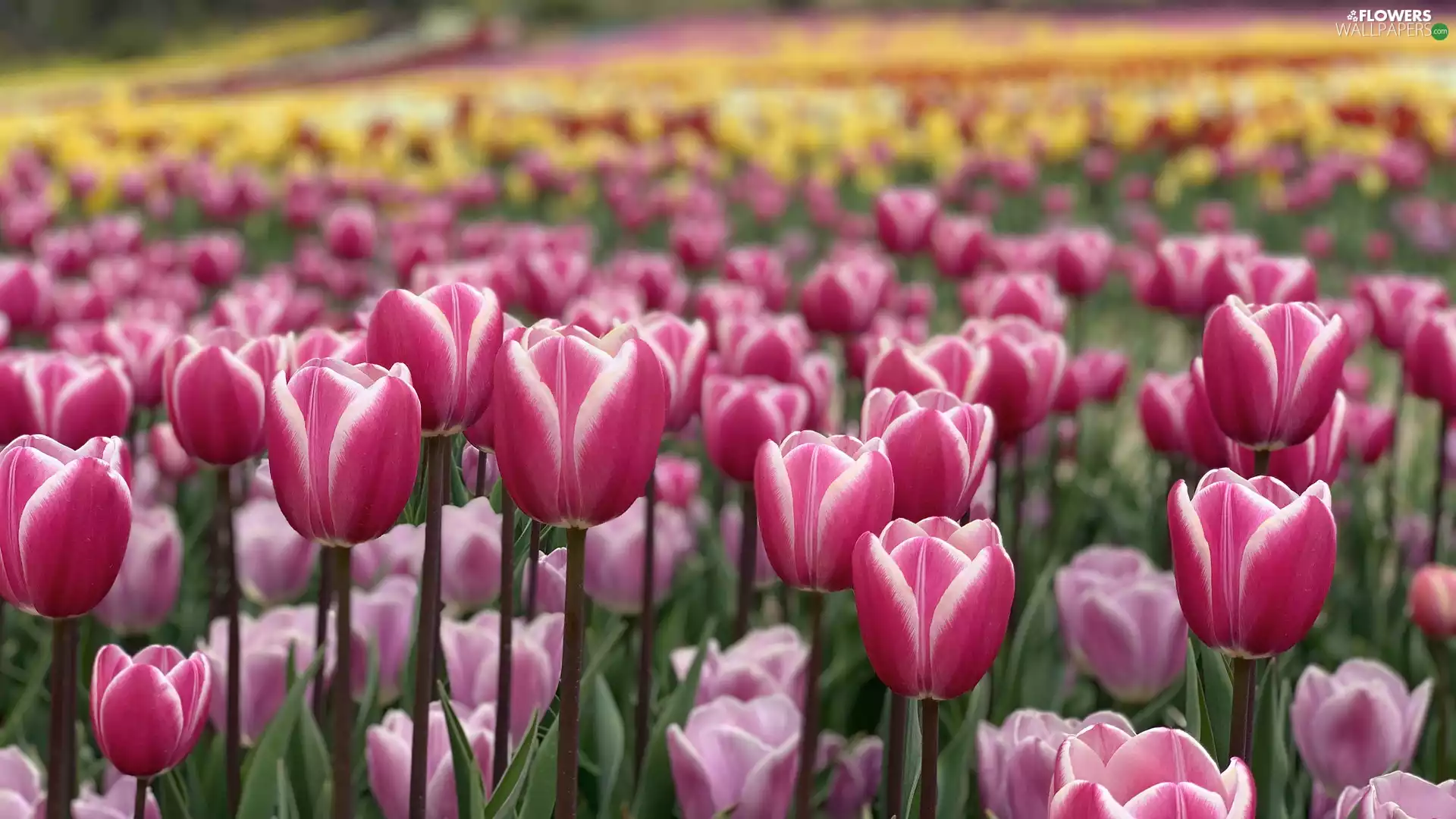 Field, white and Pink, Tulips