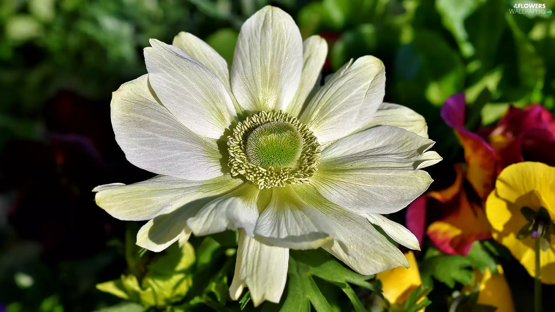 anemone, Colourfull Flowers, White
