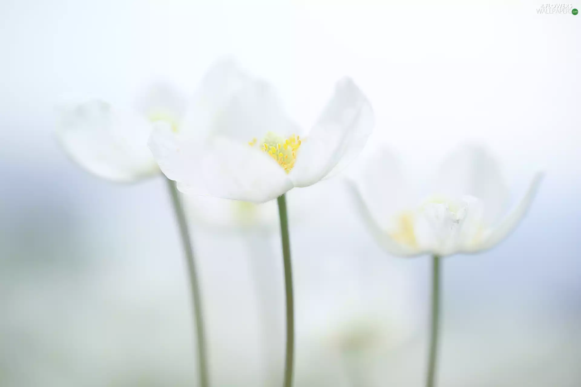 White, Poppy Anemone