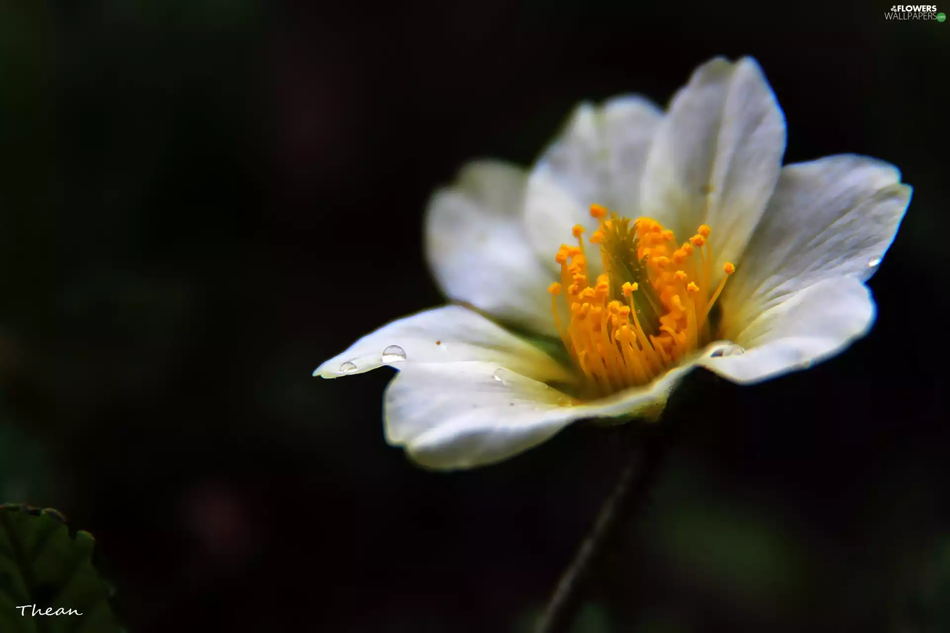 White, anemone