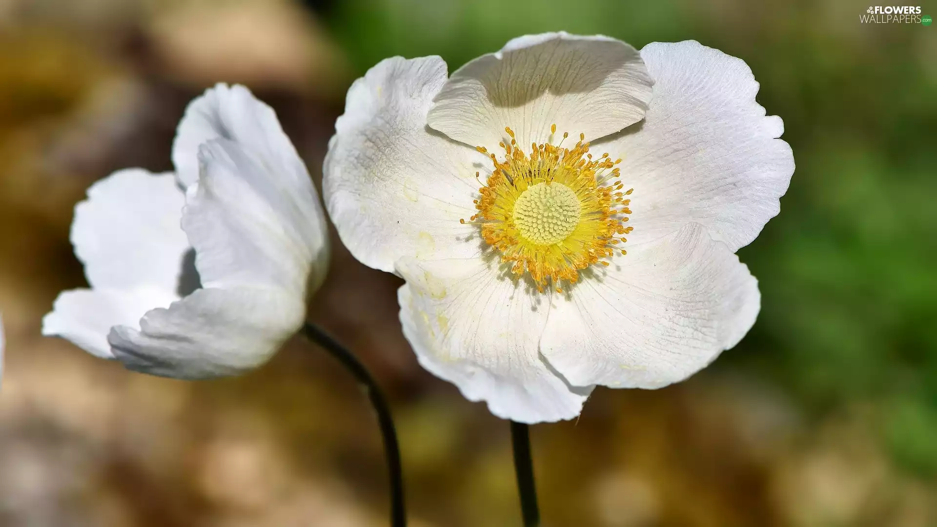 Anemones, Two cars, White