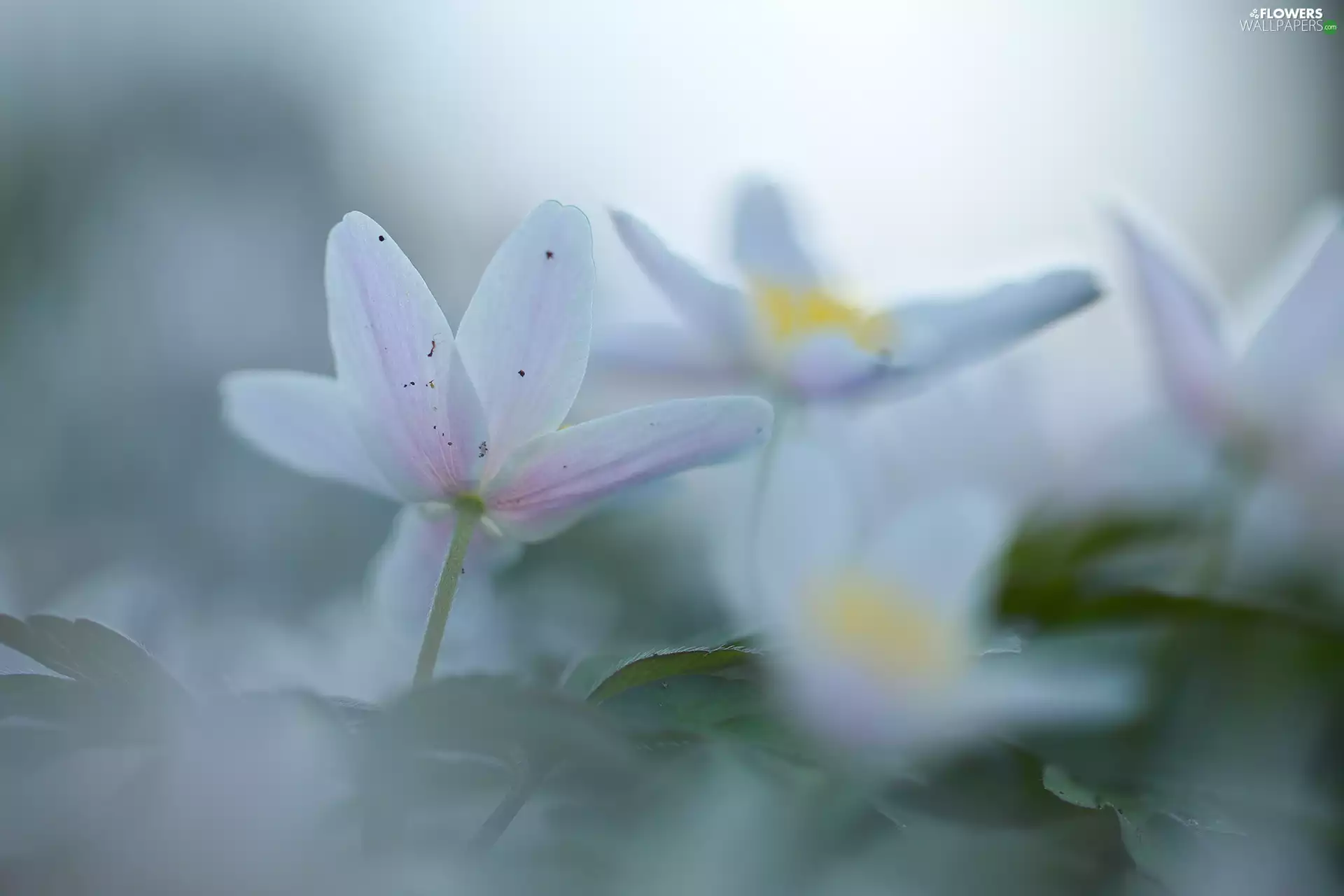 Anemones, Flowers, rapprochement, White