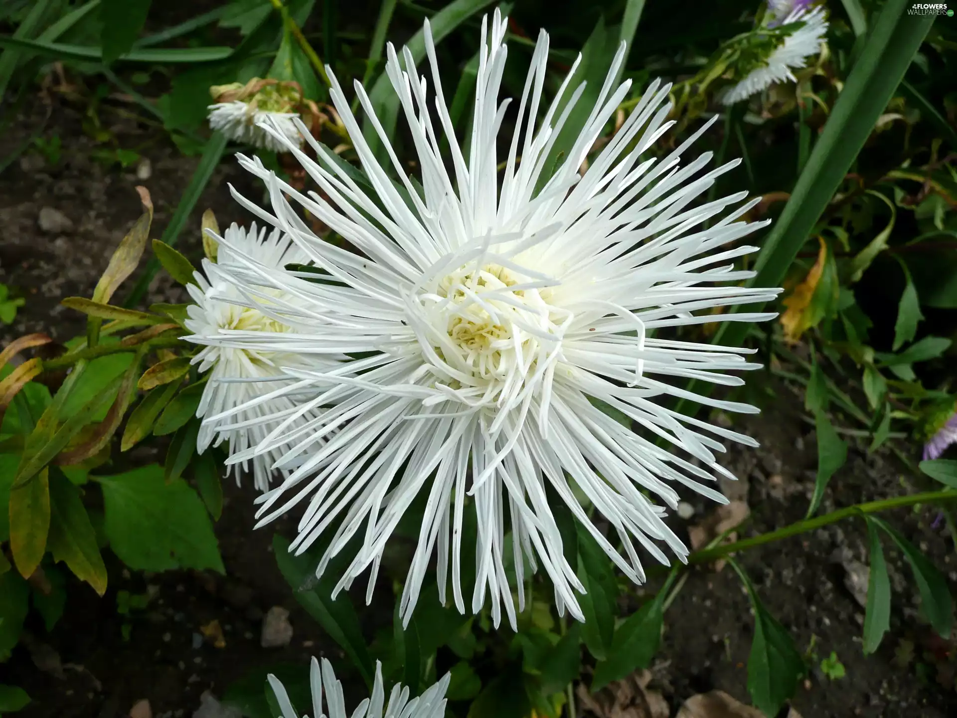 White, Aster