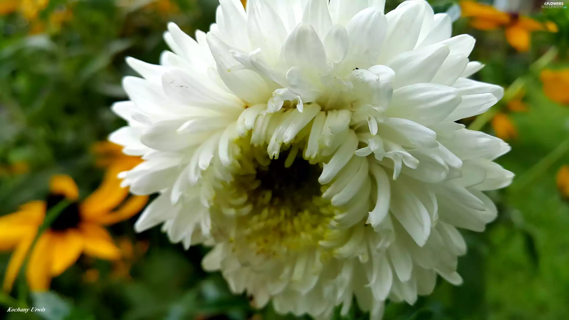 White, Aster