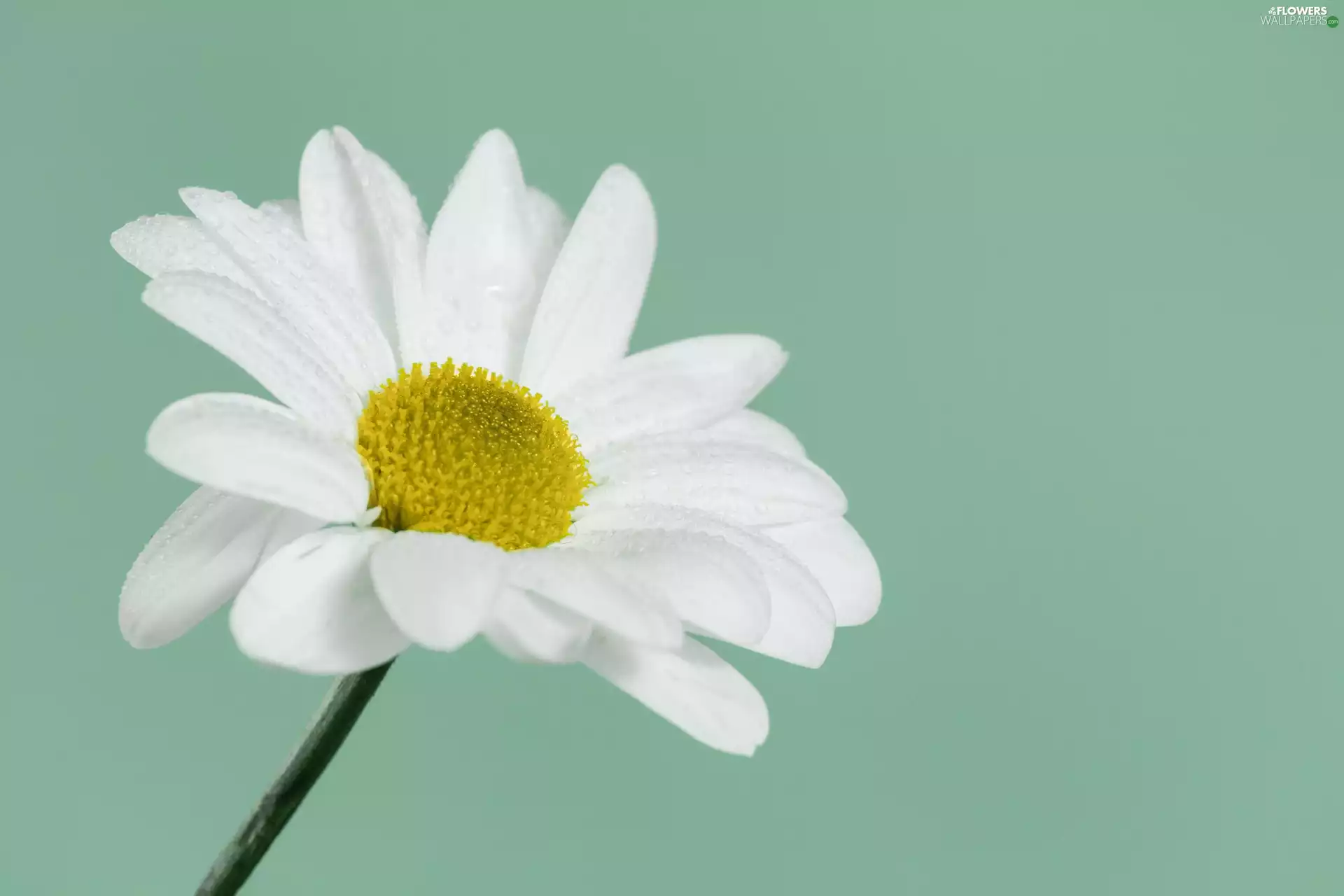 green ones, background, White, daisy, Colourfull Flowers