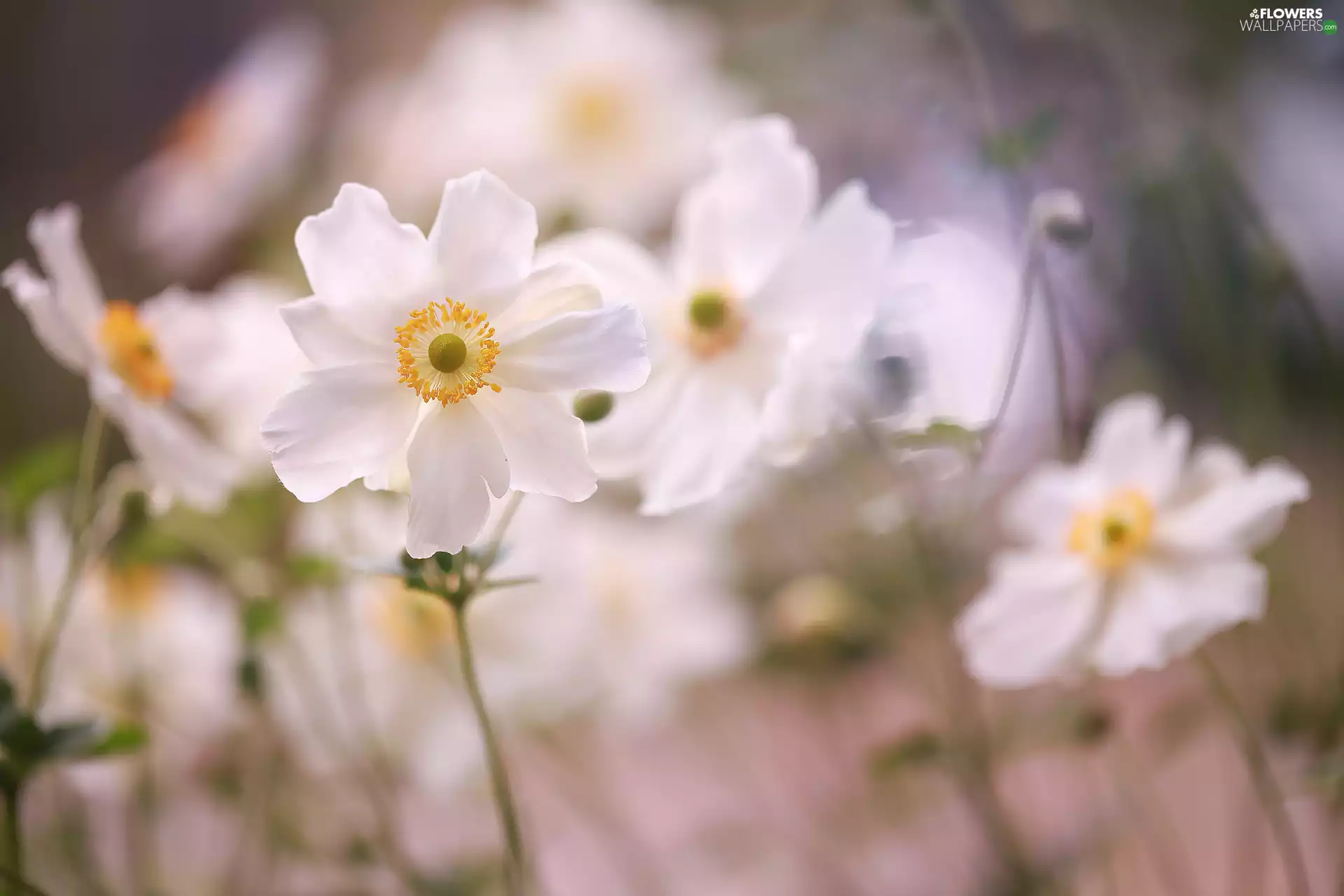 bloom, Anemones, Flowers, White