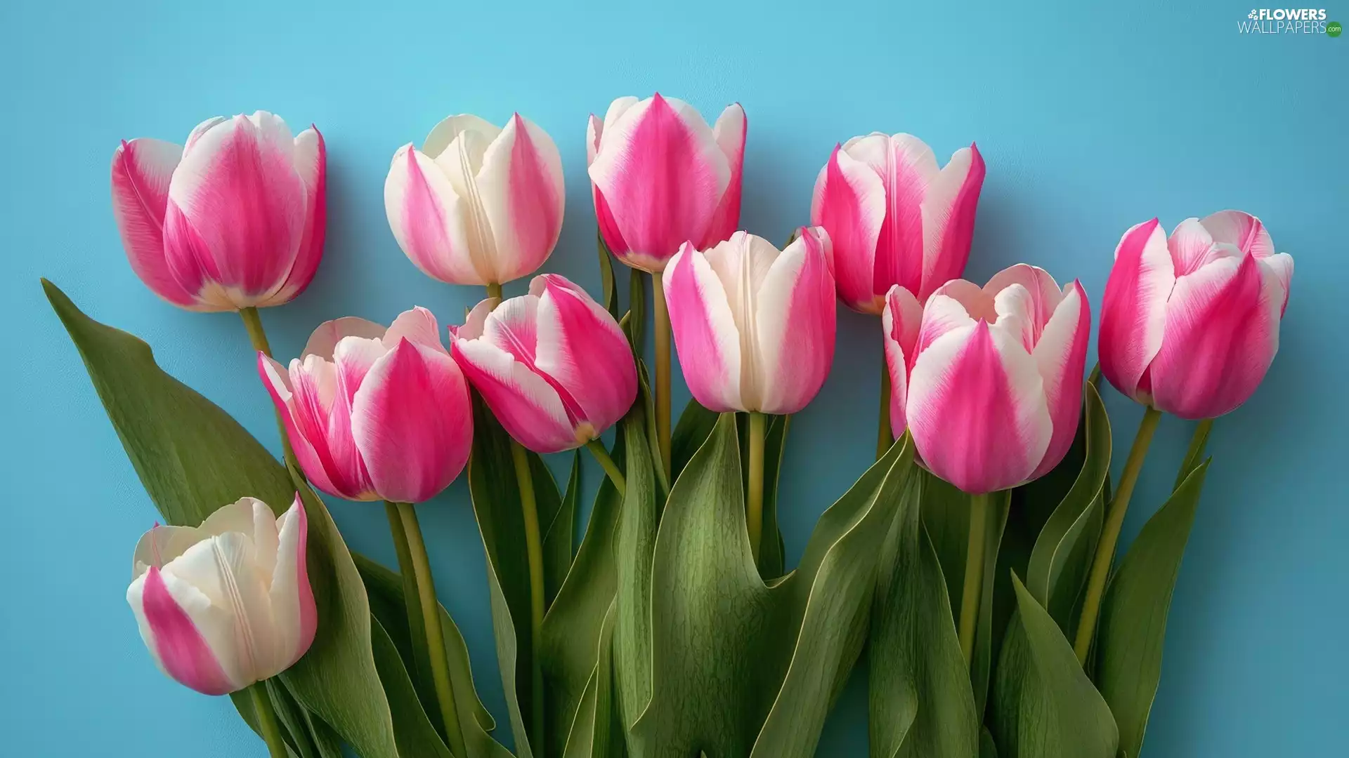 Pink-White, Blue, background, Tulips