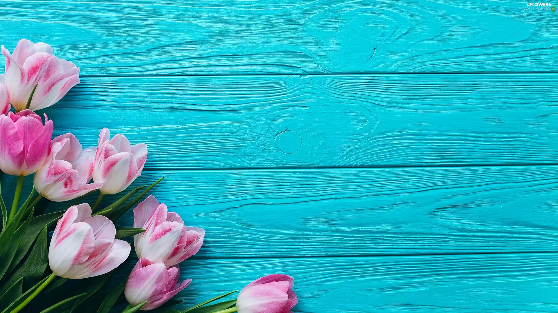 Pink-White, Blue, boarding, Tulips