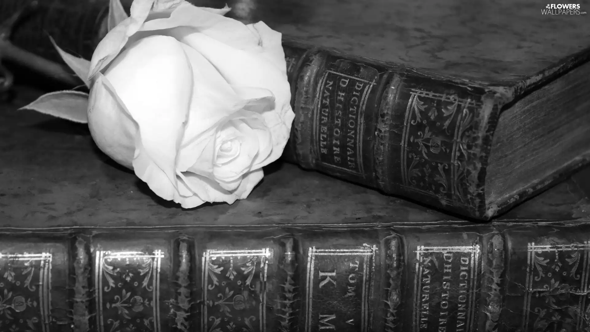 Black and white, White, rose, Books