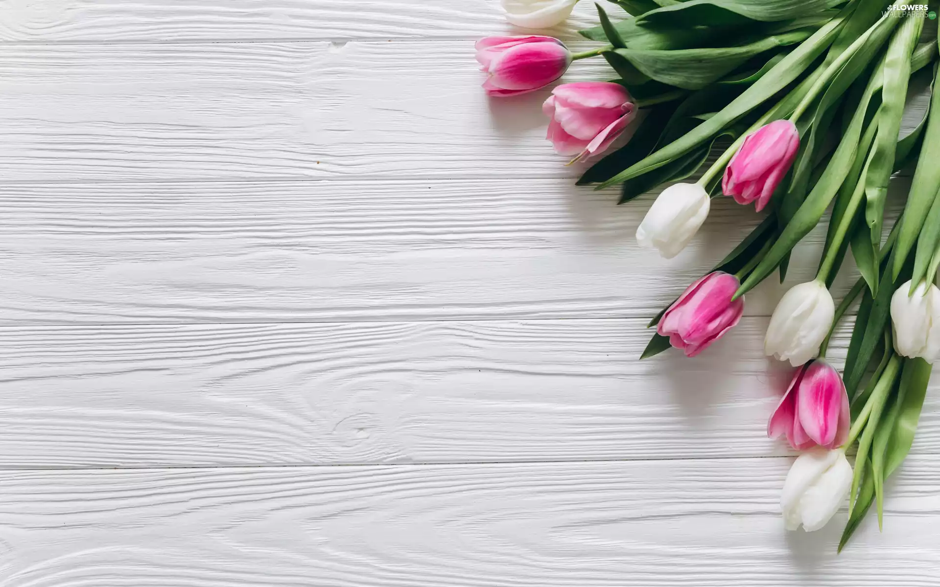 Pink, White, bouquet, Tulips, Flowers