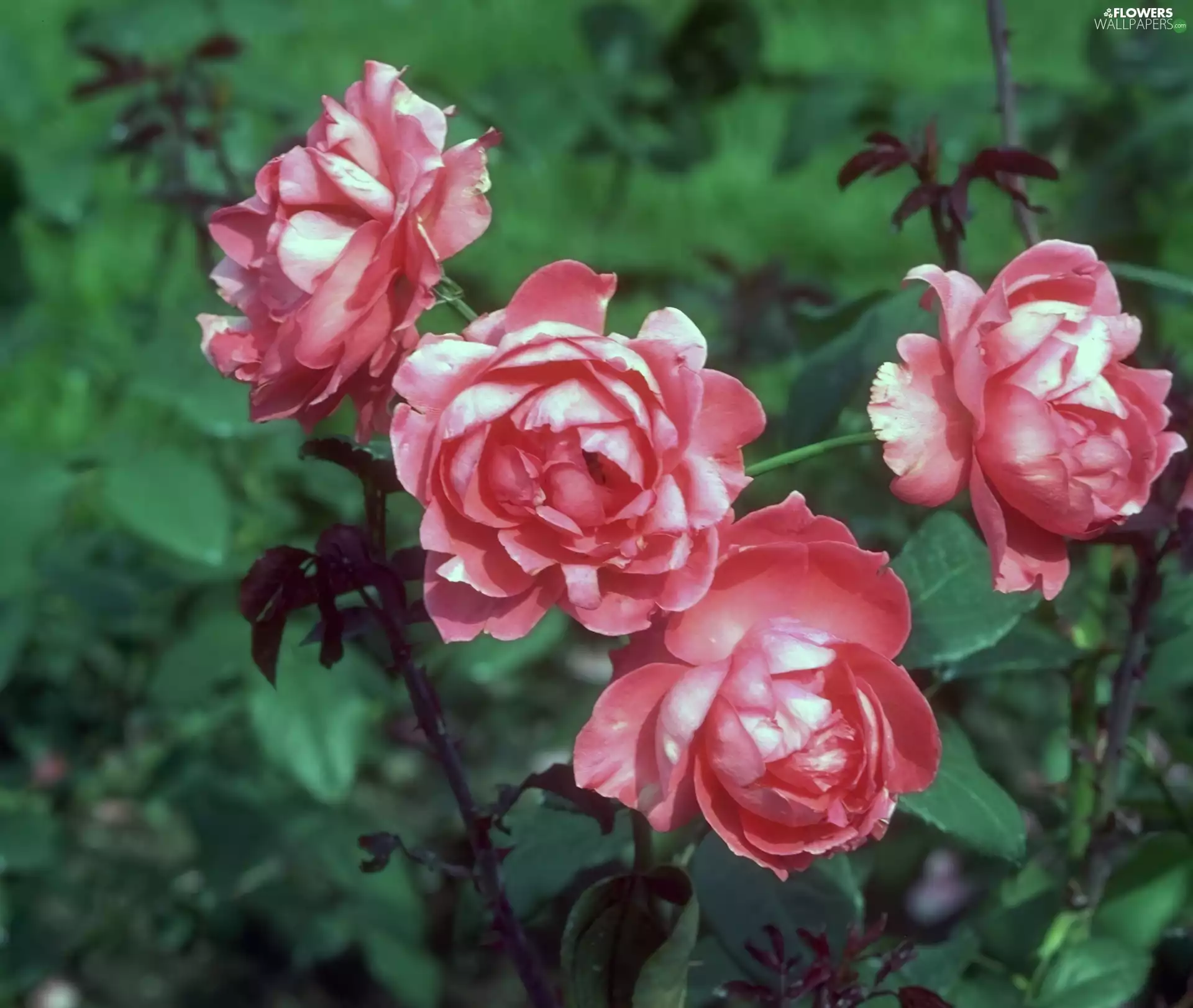 bush, red, rouge, white