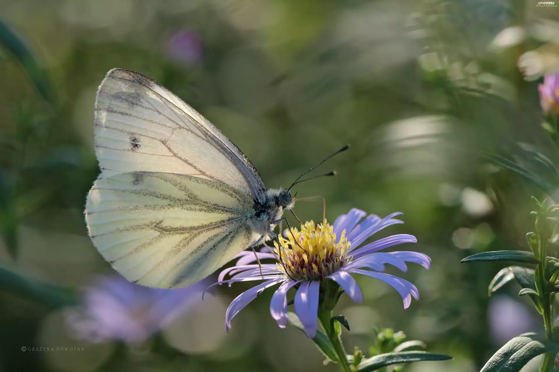 Cabbage, butterfly, Astra, White