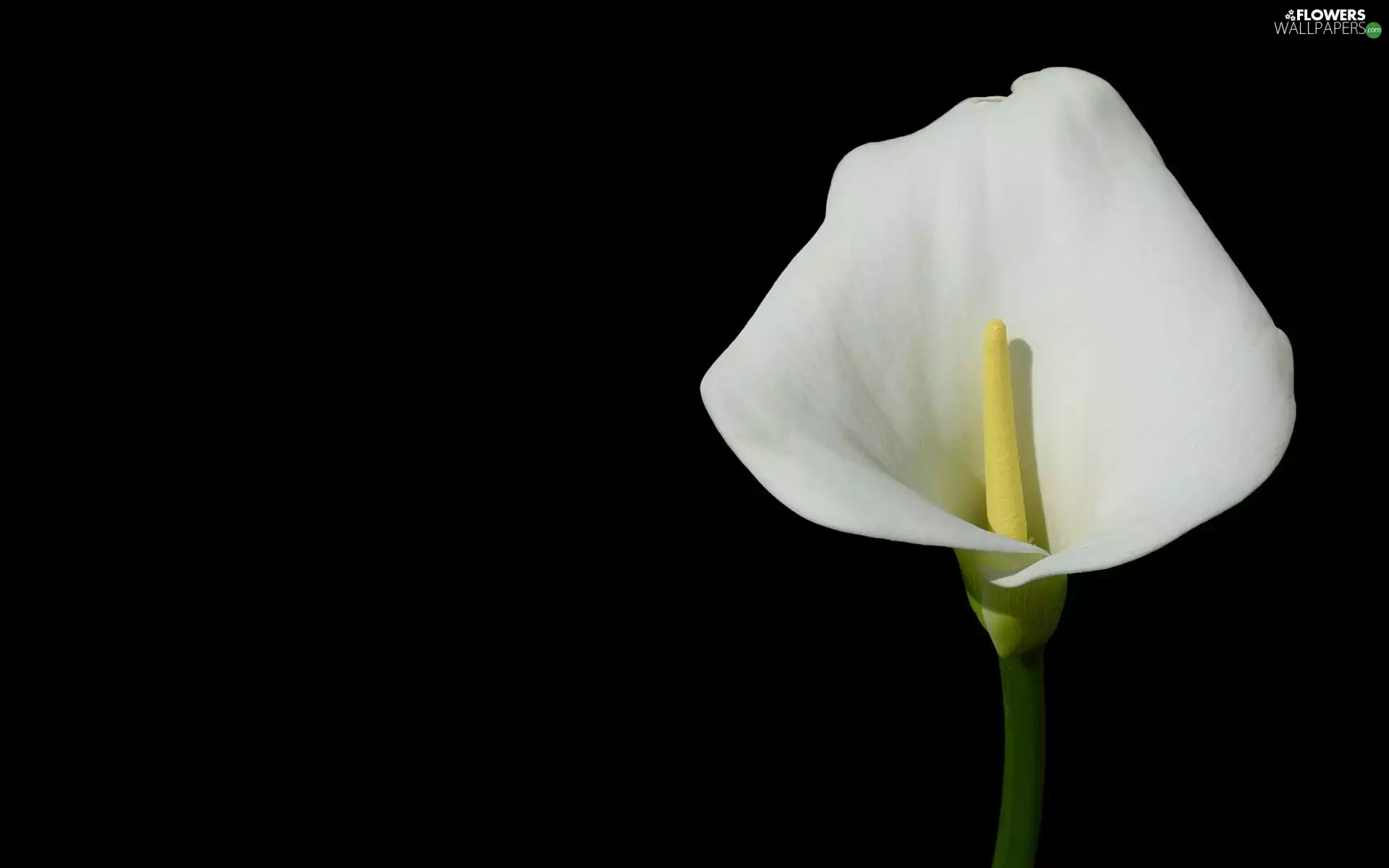 calla, Colourfull Flowers, white