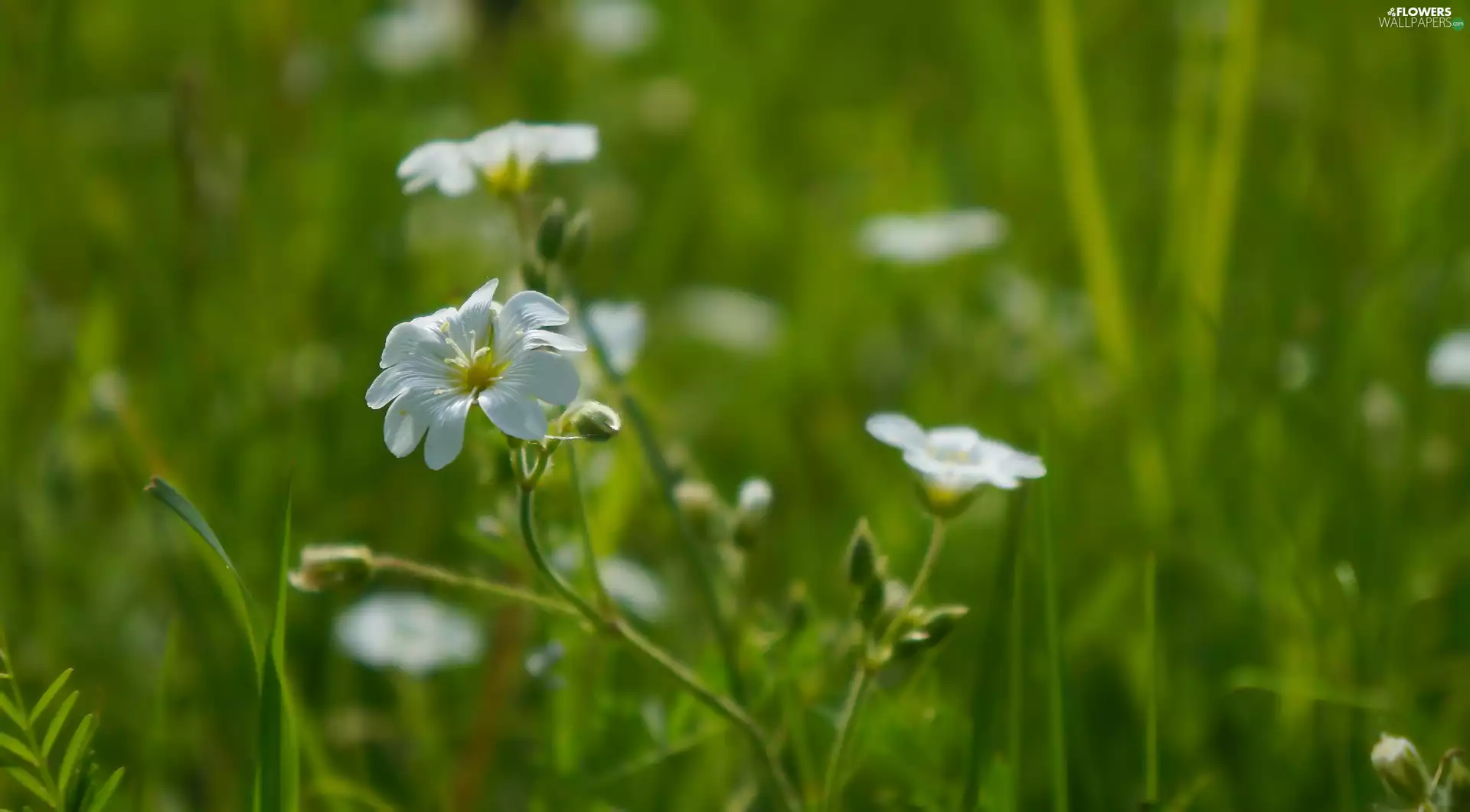 Cerastium, Flowers, rapprochement, White