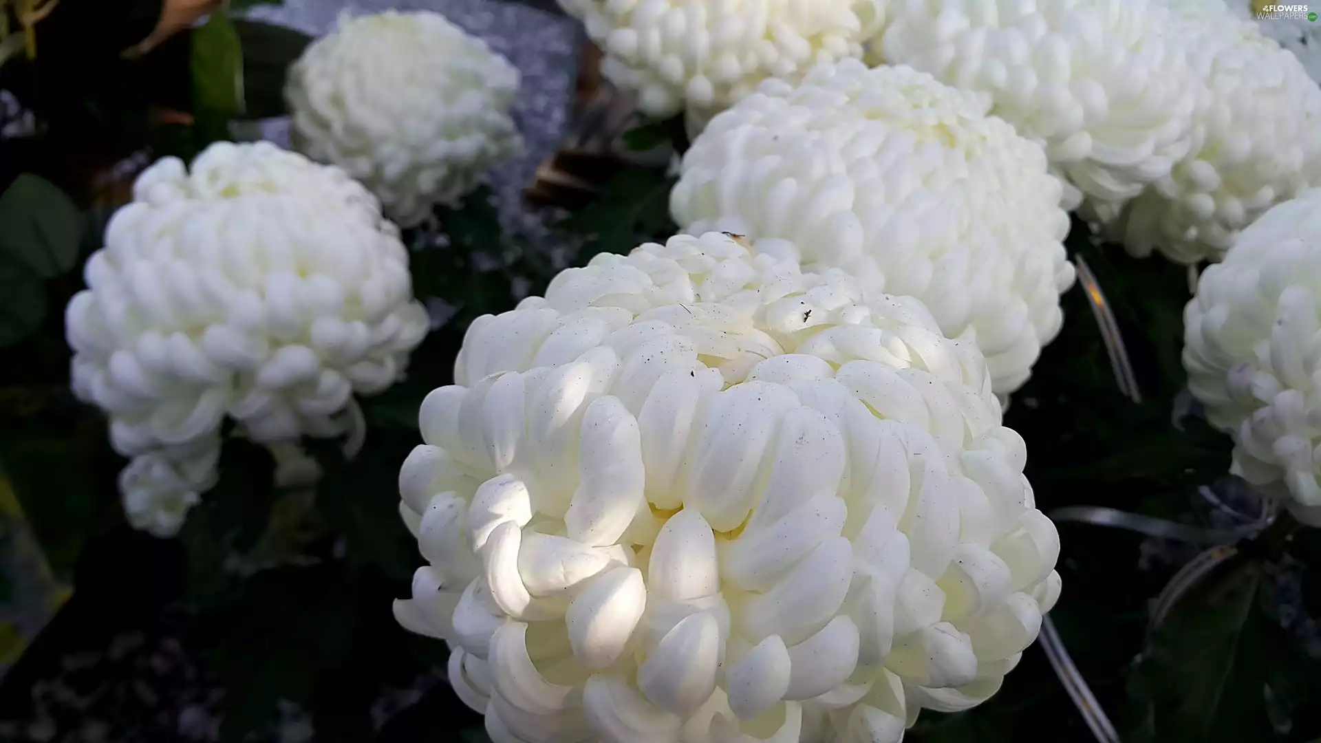 White, Chrysanthemums
