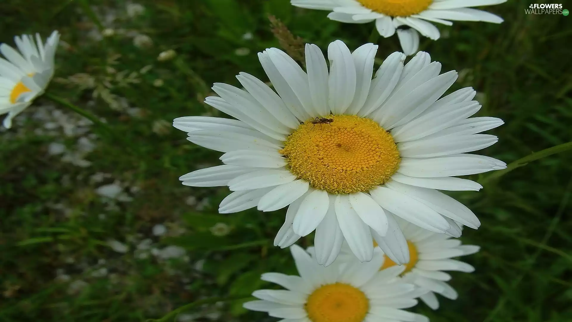 chrysanthemums, flakes, Daisy, White