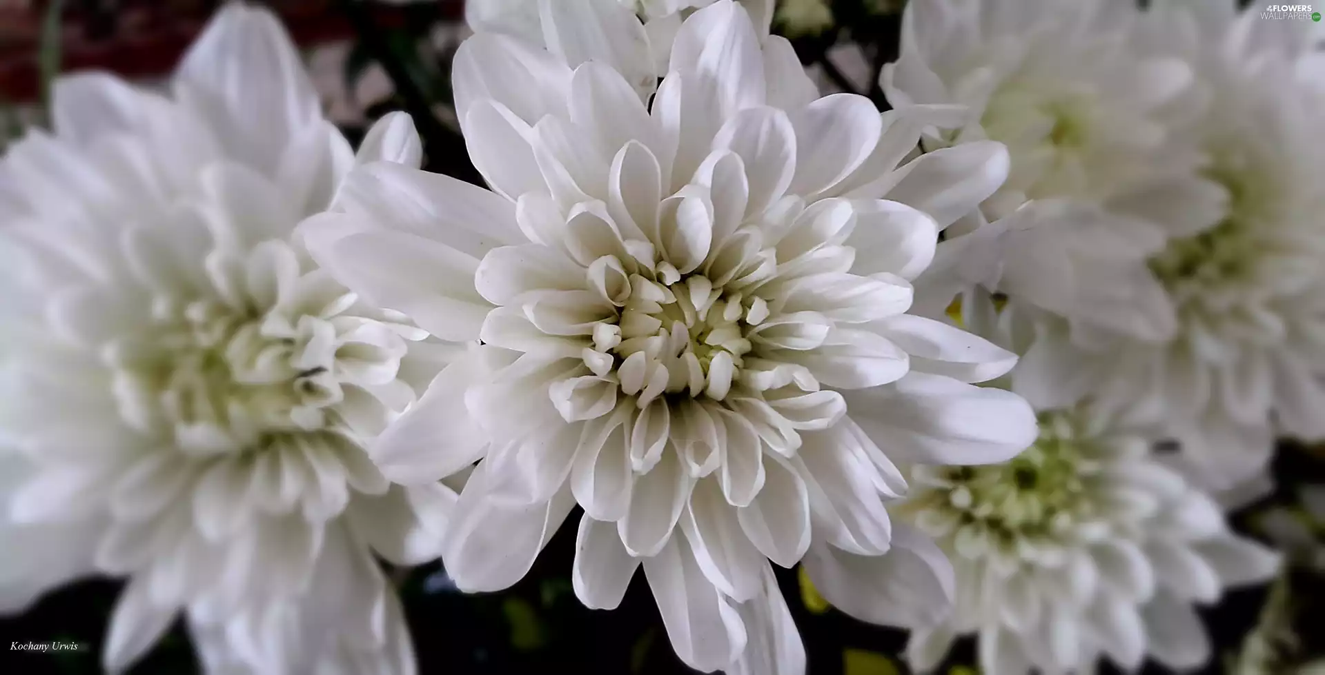 White, Chrysanthemums