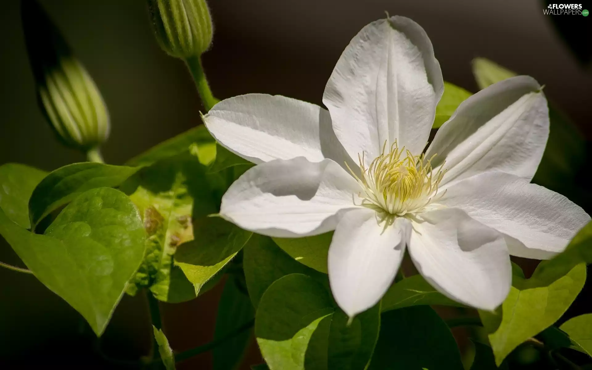 White, Clematis