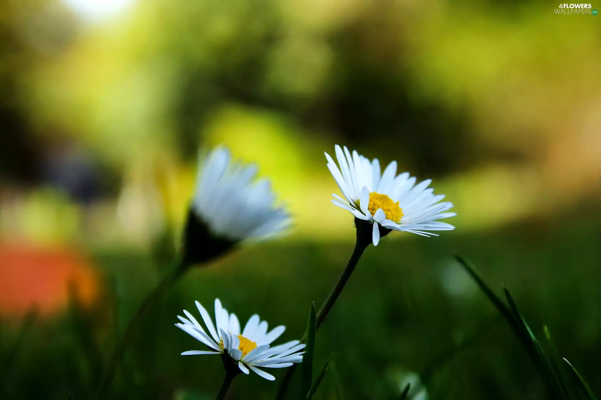 Close, Flowers, daisies, White