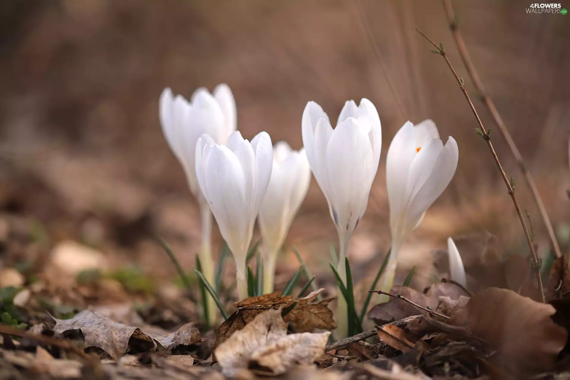 cluster, crocuses, Flowers, White