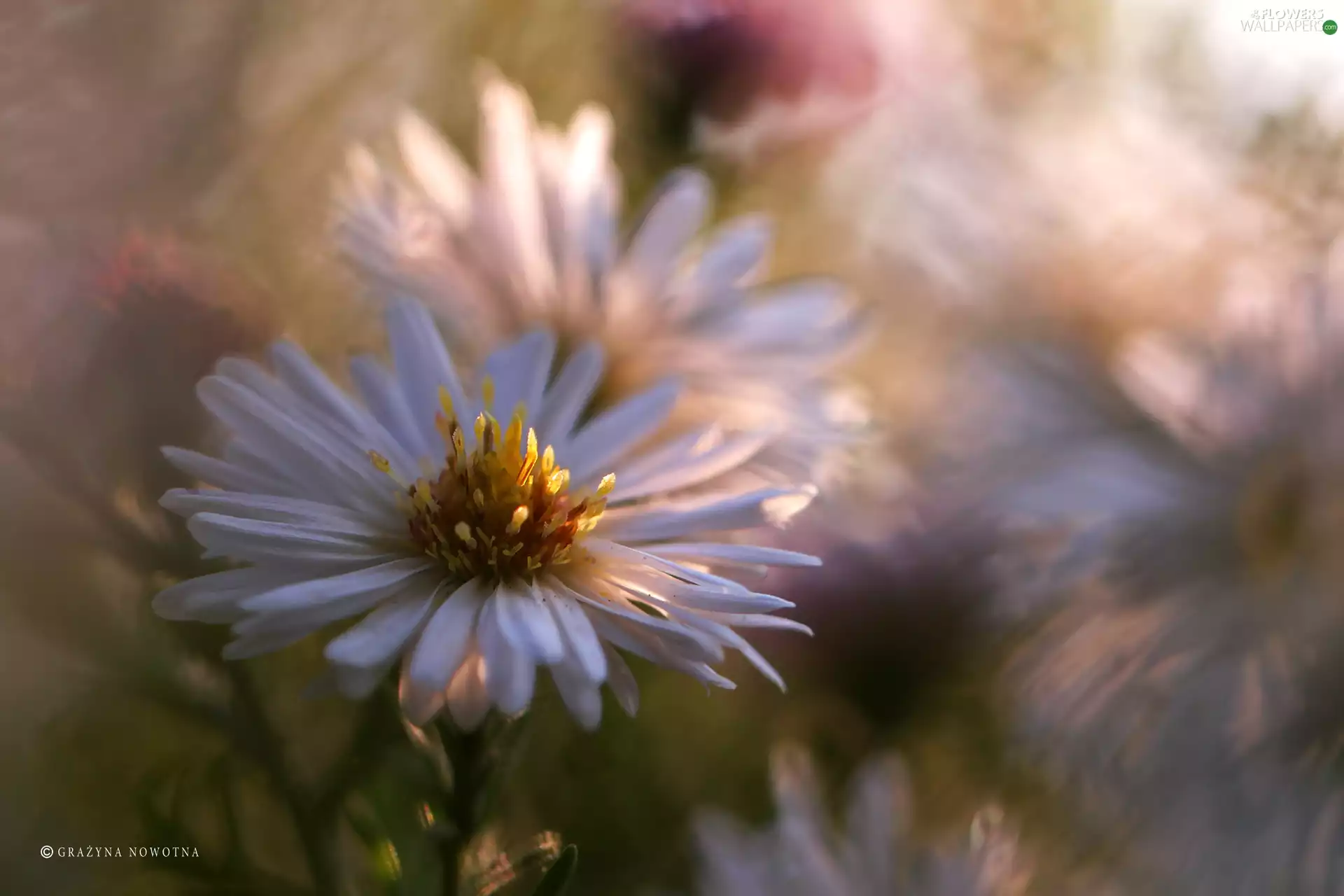Colourfull Flowers, Aster, White