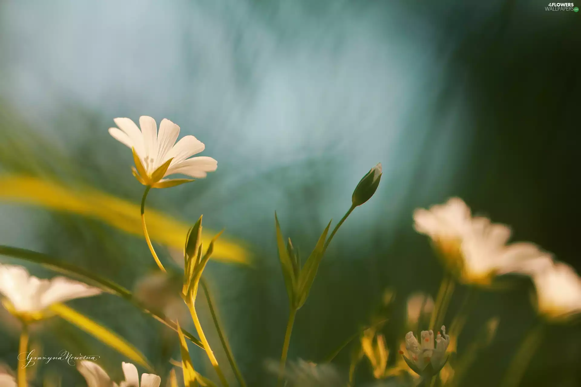 Colourfull Flowers, Cerastium, White